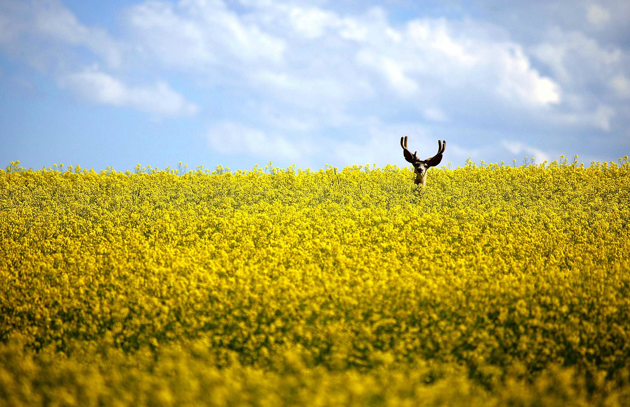 Free download wallpaper Animal, Deer on your PC desktop