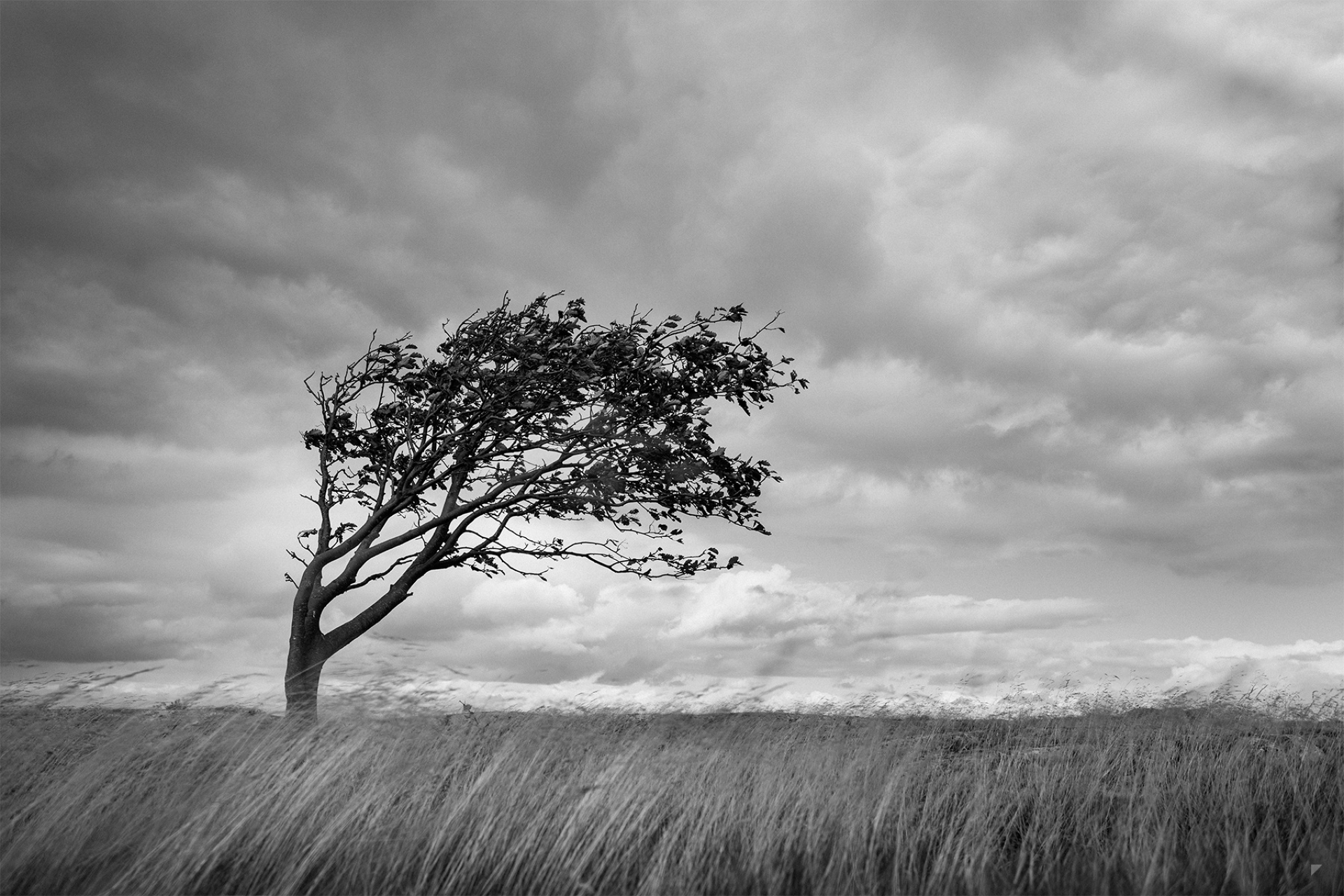 Download mobile wallpaper Trees, Grass, Tree, Earth, Cloud, Black & White, Lonely Tree for free.