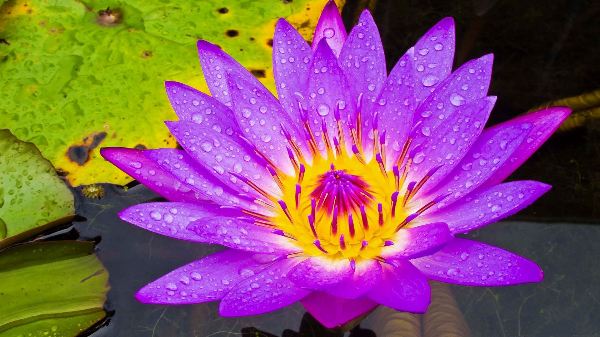 Download mobile wallpaper Flowers, Flower, Earth, Water Lily, Purple Flower, Lily Pad for free.