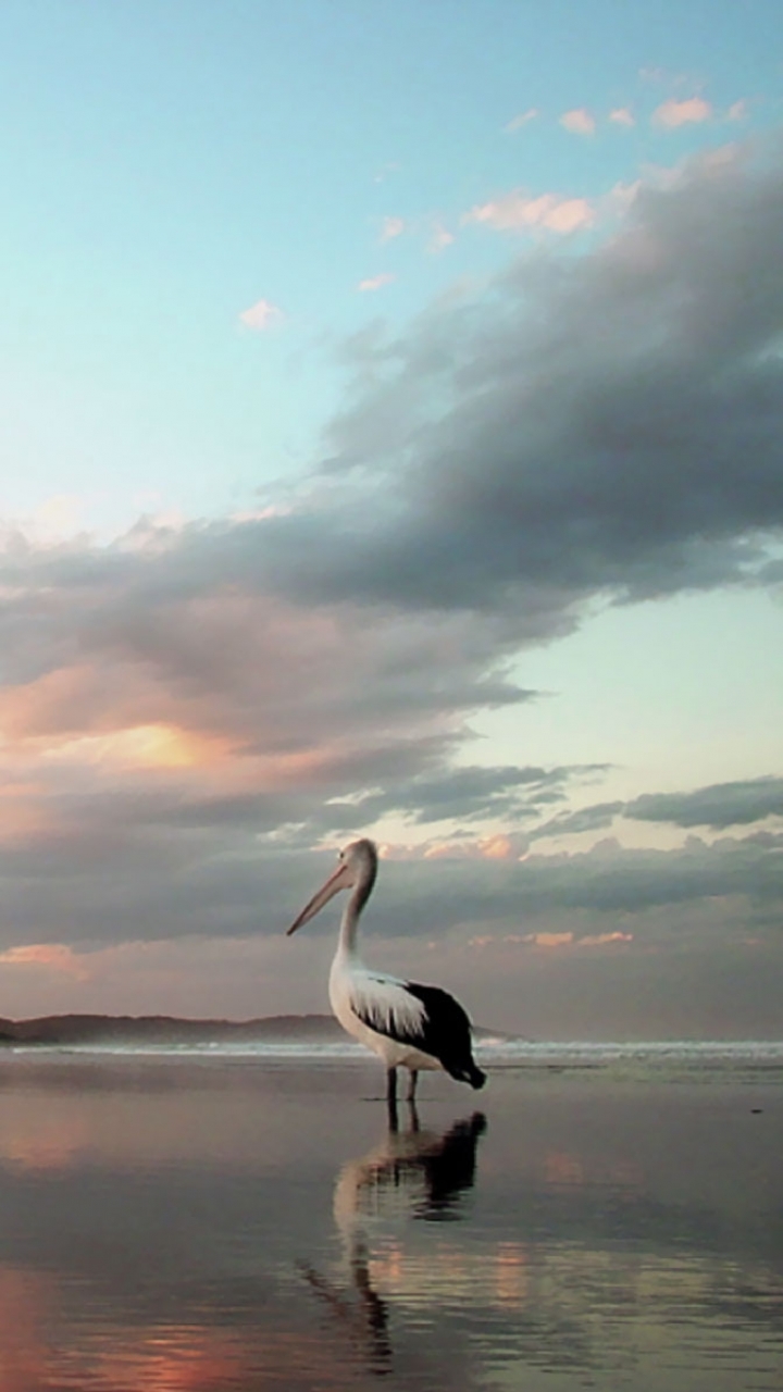 Download mobile wallpaper Birds, Animal, Pelican for free.