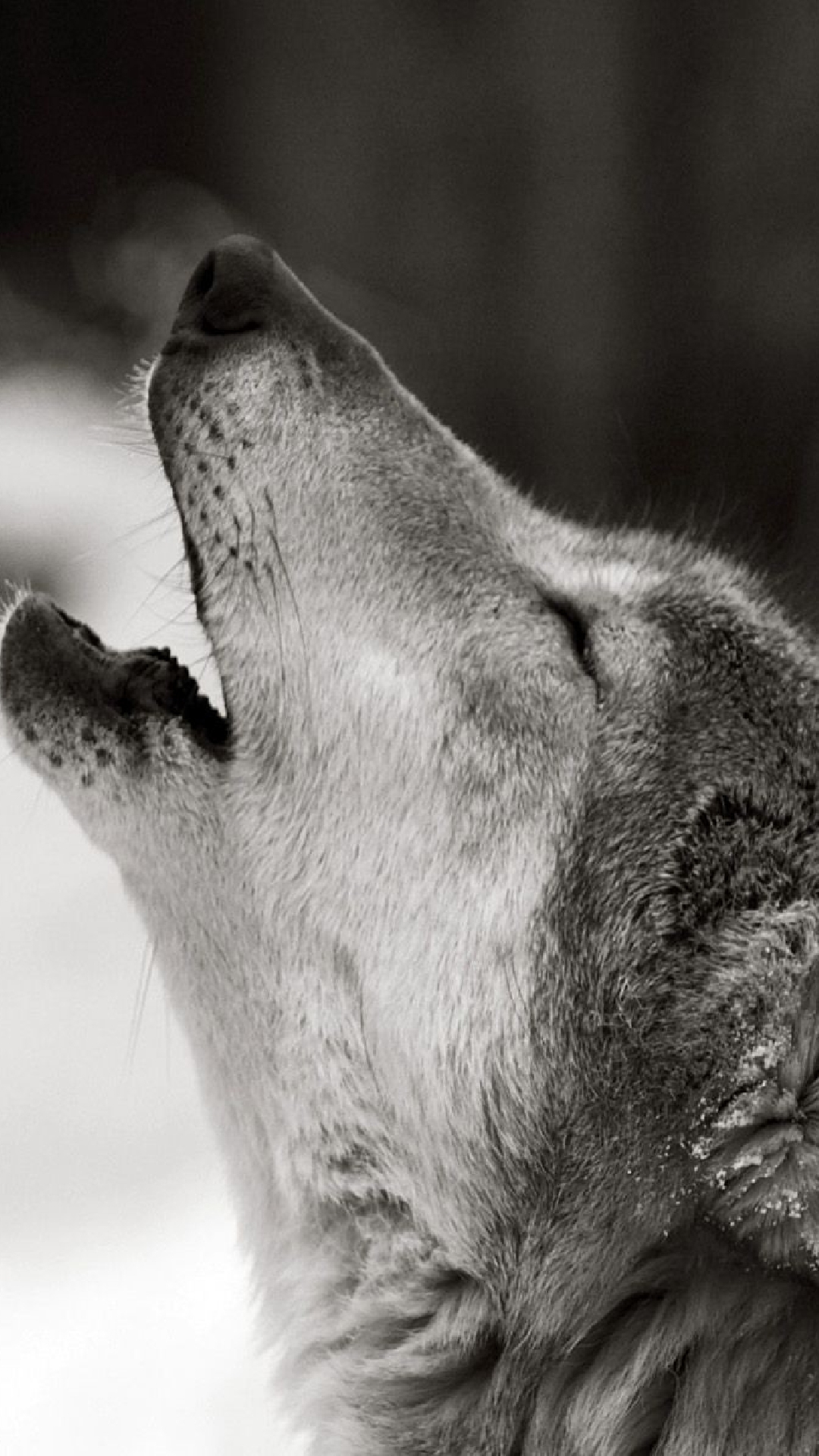 Téléchargez des papiers peints mobile Animaux, Loup, Wolves gratuitement.