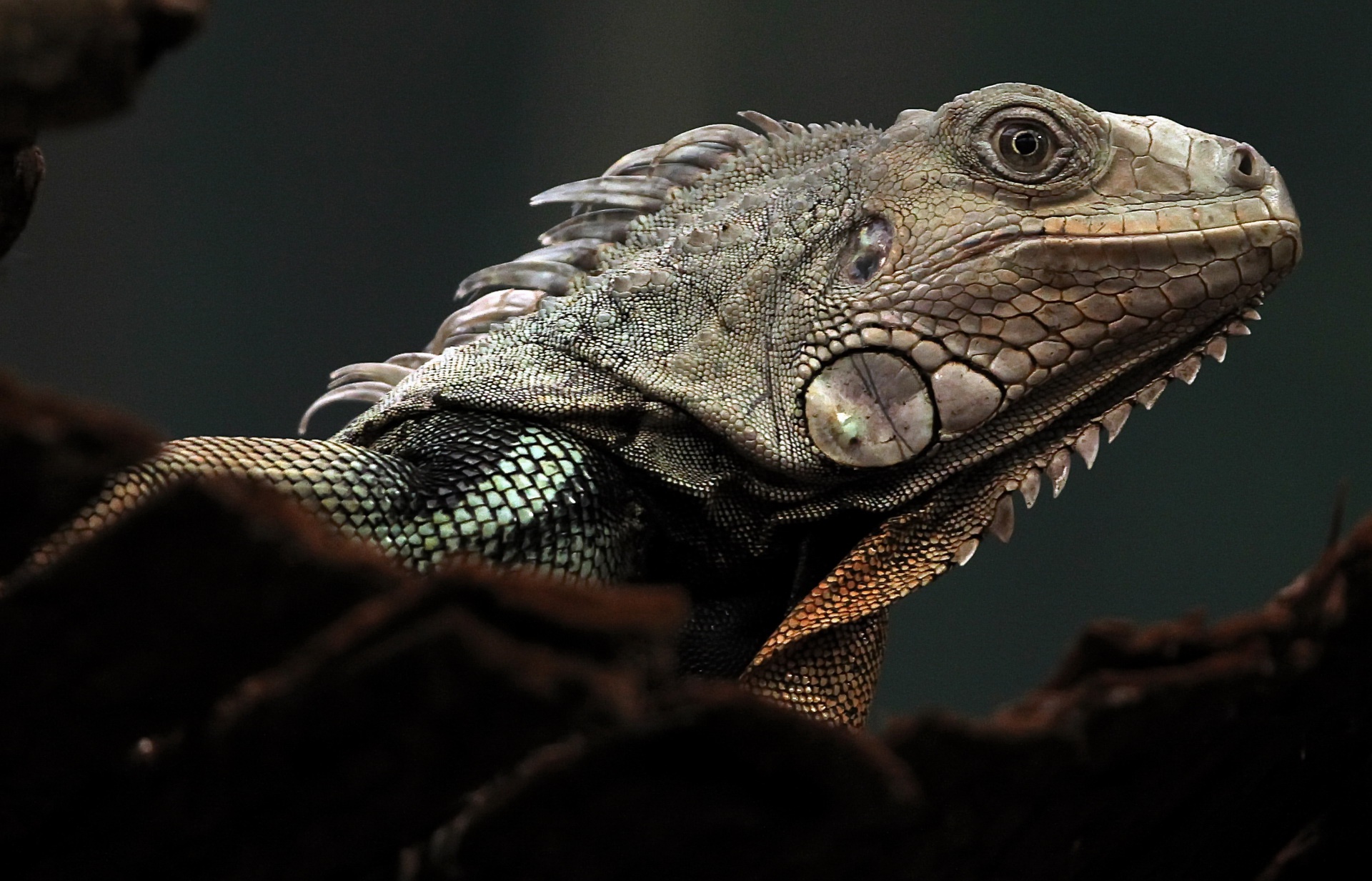 Descarga gratis la imagen Animales, Lagarto, Reptil, Reptiles, Iguana en el escritorio de tu PC