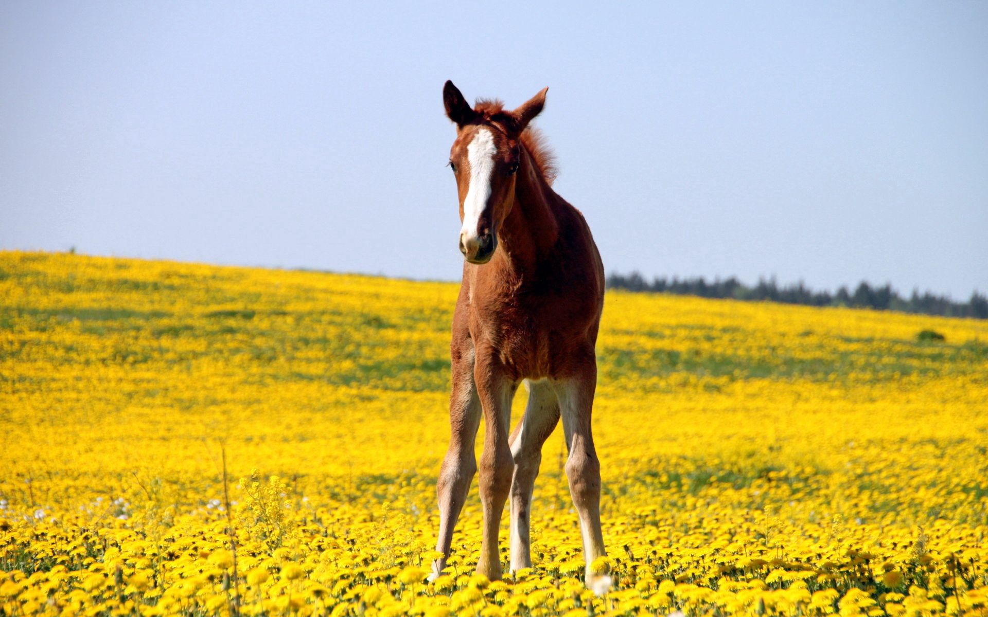 animals, flowers, grass, field, stallion