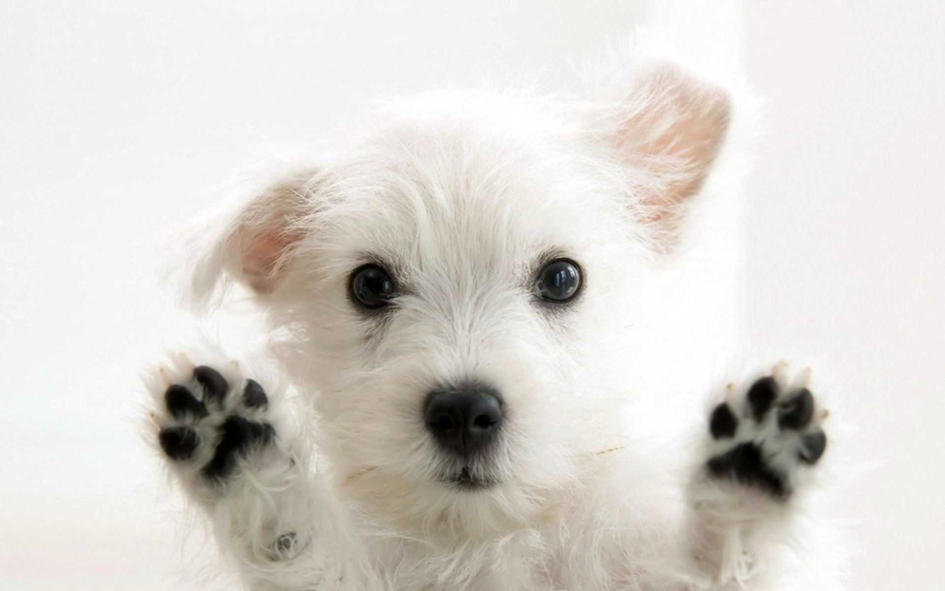 dogs, dog, animal, west highland white terrier