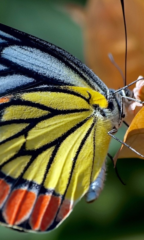 Descarga gratuita de fondo de pantalla para móvil de Animales, Mariposa.