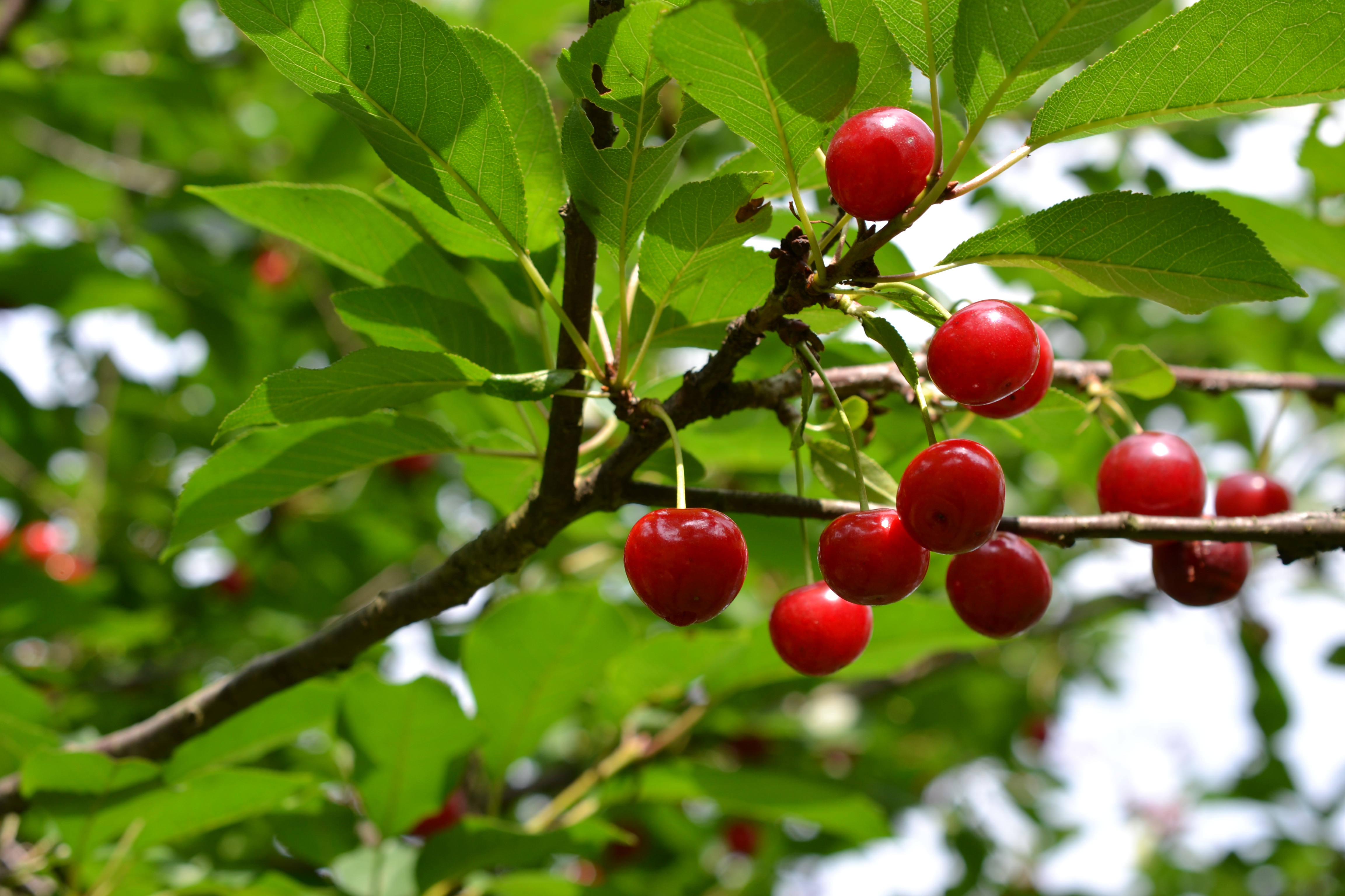 fruit, tree, wood, branch, food, cherry