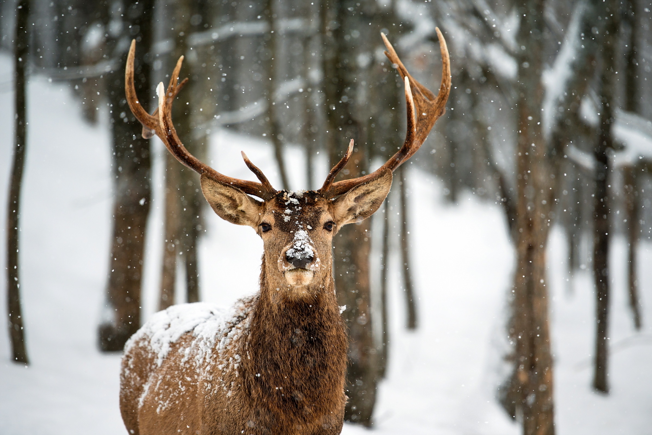 Download mobile wallpaper Animal, Deer for free.