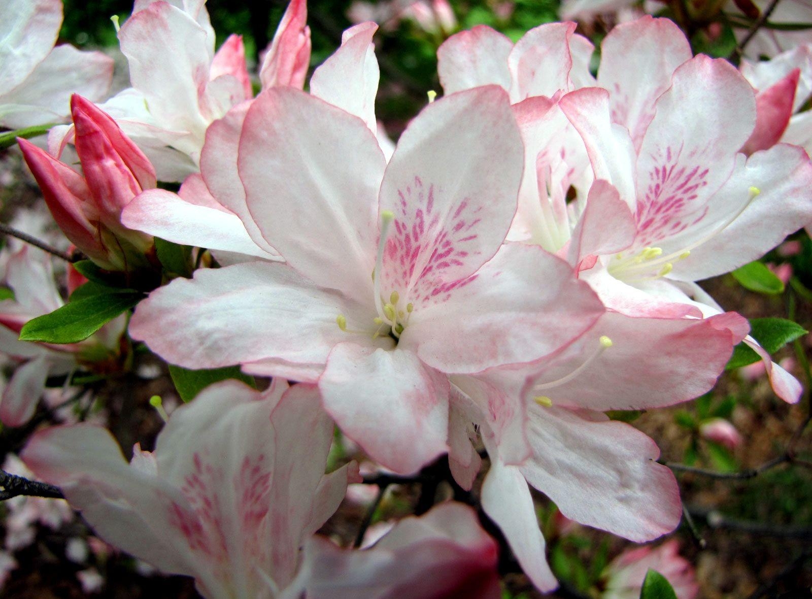 Laden Sie das Geäst, Zweige, Blühen, Azalea, Blätter, Nahaufnahme, Blühenden, Nahansicht, Azalee, Blumen-Bild kostenlos auf Ihren PC-Desktop herunter