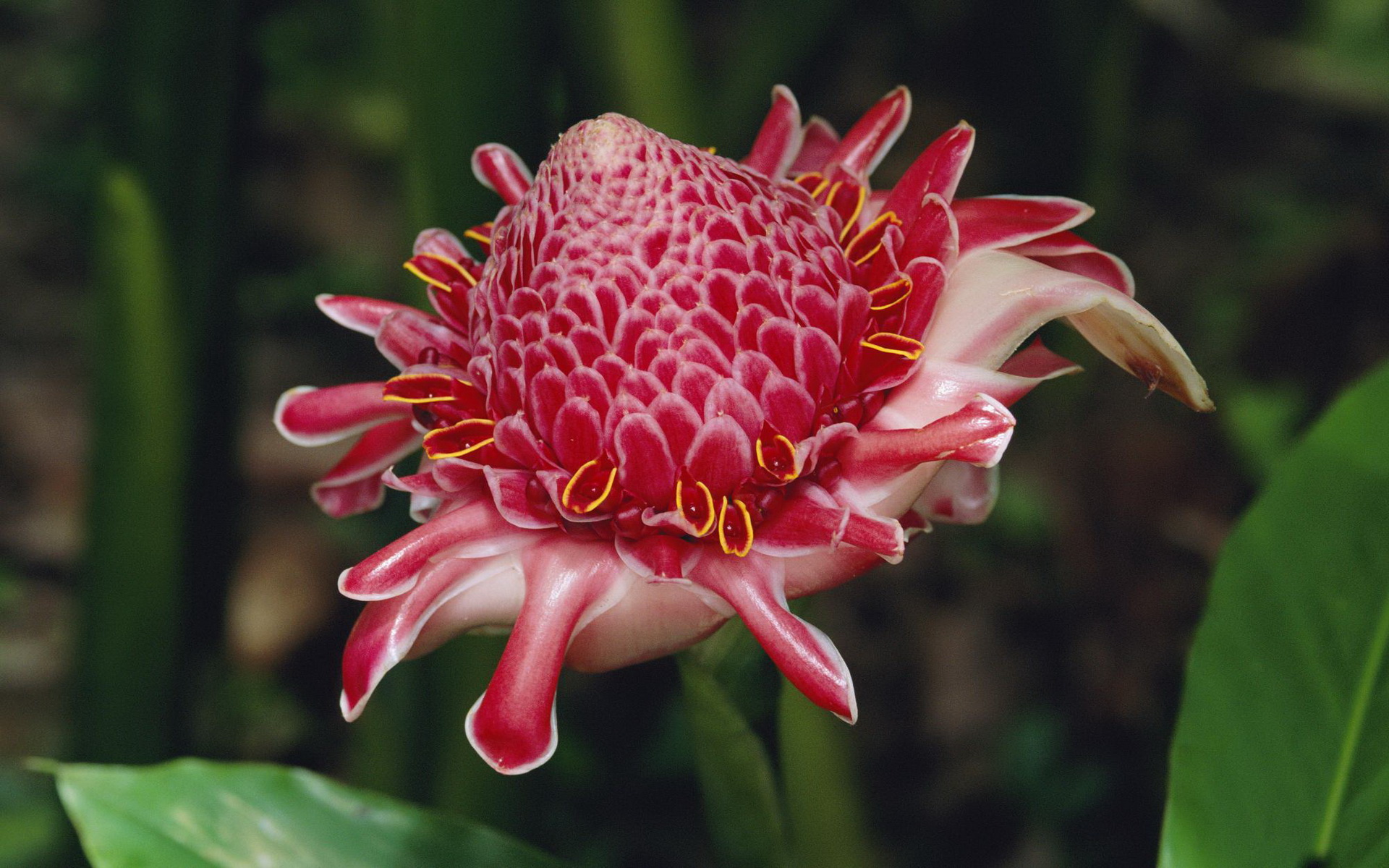 Descarga gratuita de fondo de pantalla para móvil de Protea, Flores, Flor, Tierra/naturaleza.