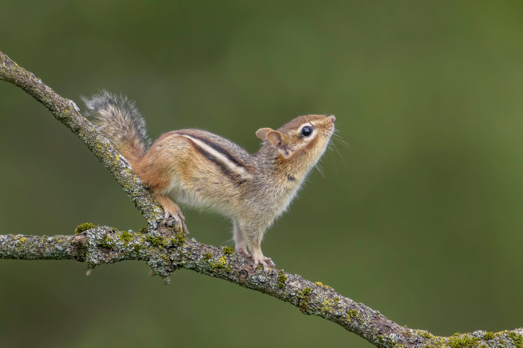 Download mobile wallpaper Branch, Animal, Rodent, Chipmunk for free.