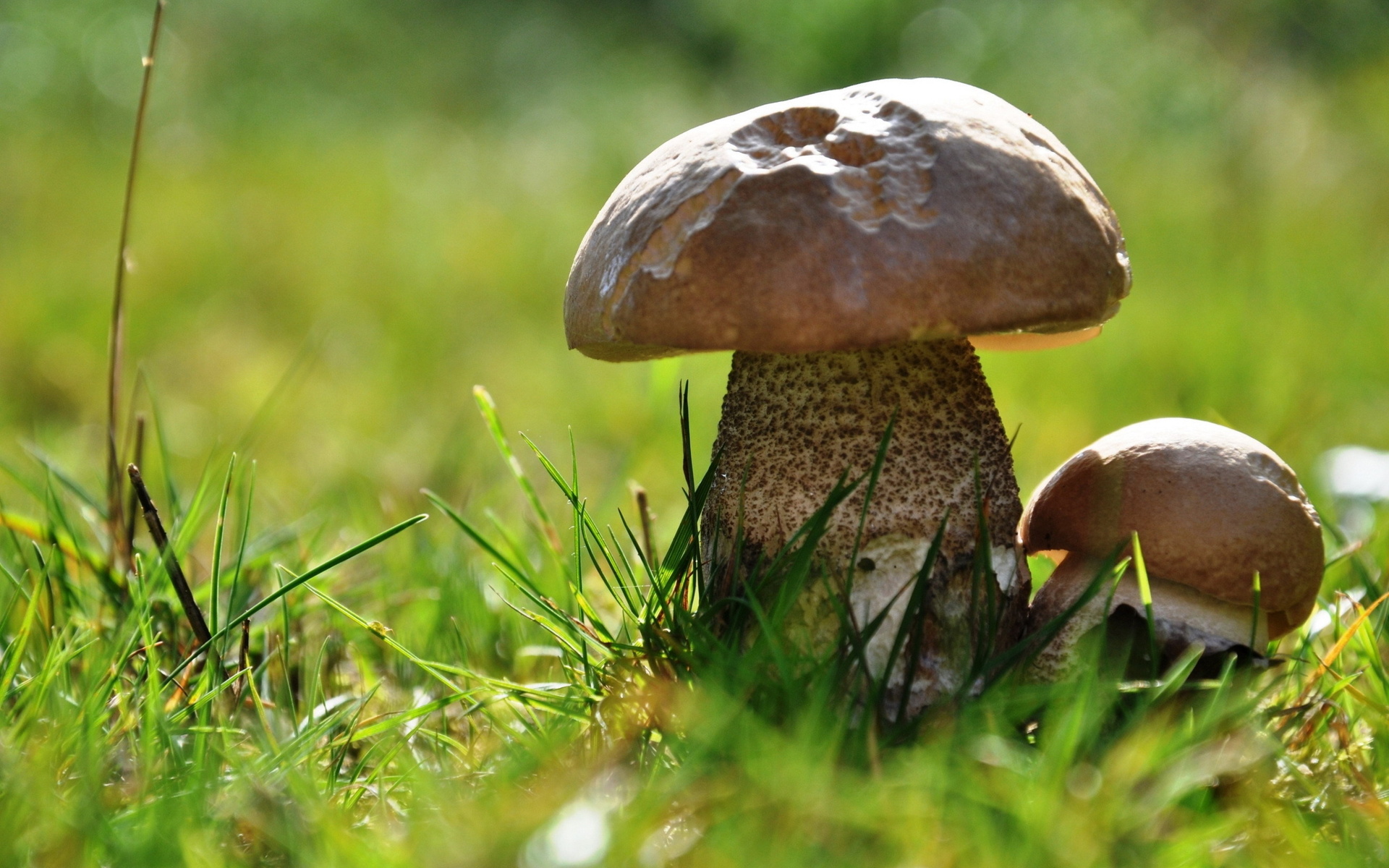 Téléchargez des papiers peints mobile Champignon, Terre/nature gratuitement.