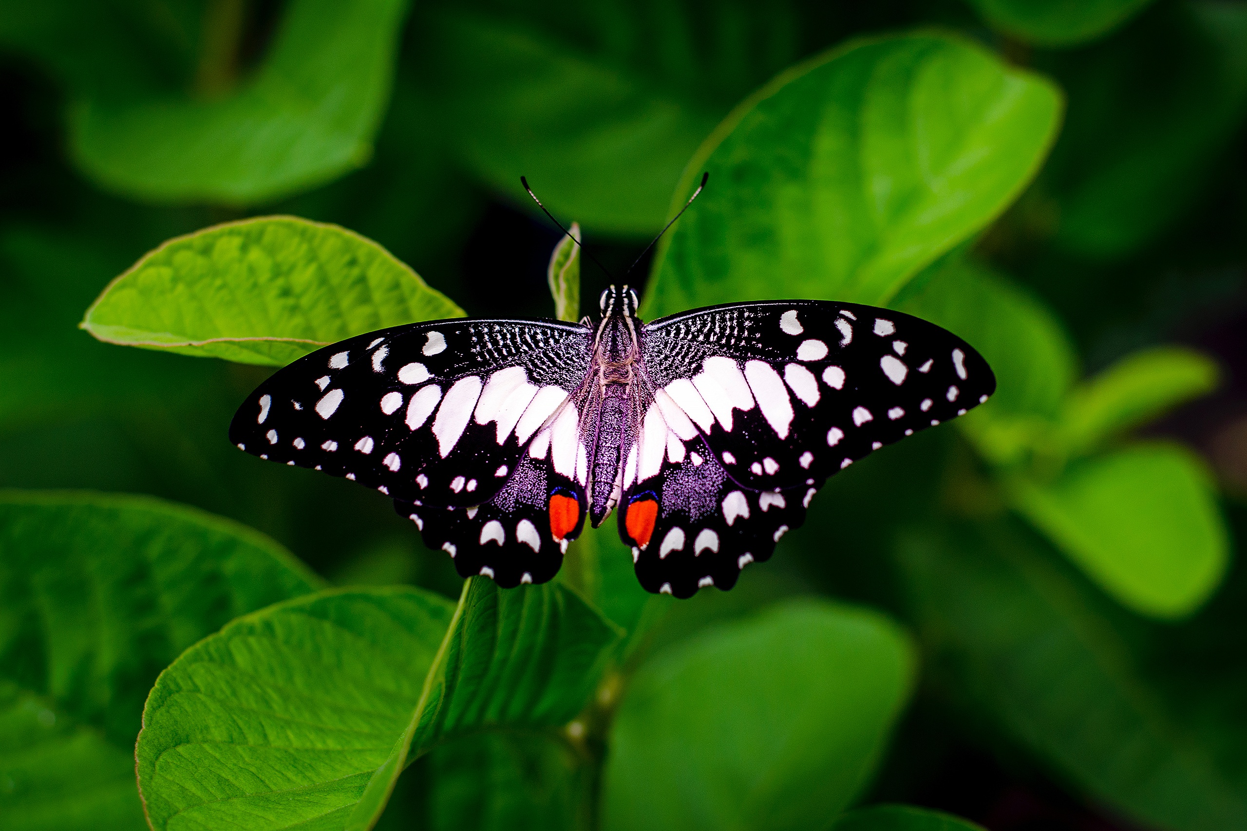 Descarga gratuita de fondo de pantalla para móvil de Animales, Hoja, Mariposa.