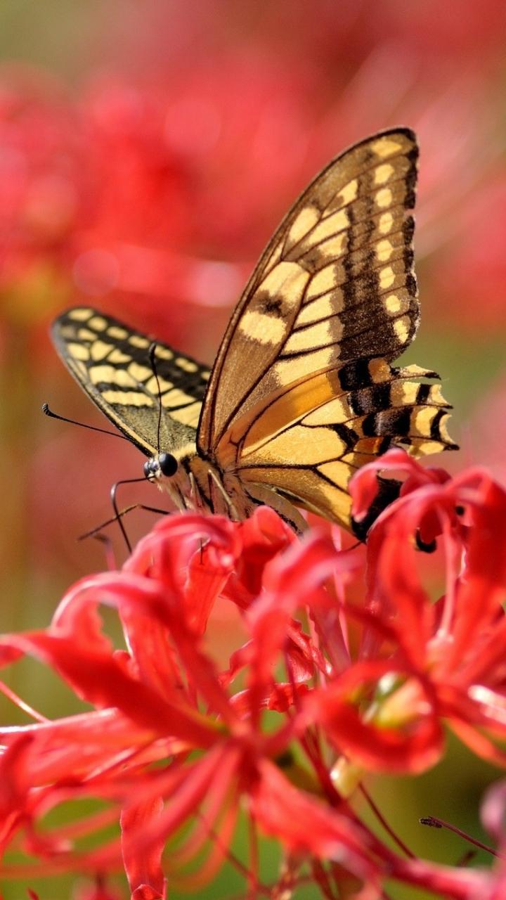 Download mobile wallpaper Butterfly, Animal for free.