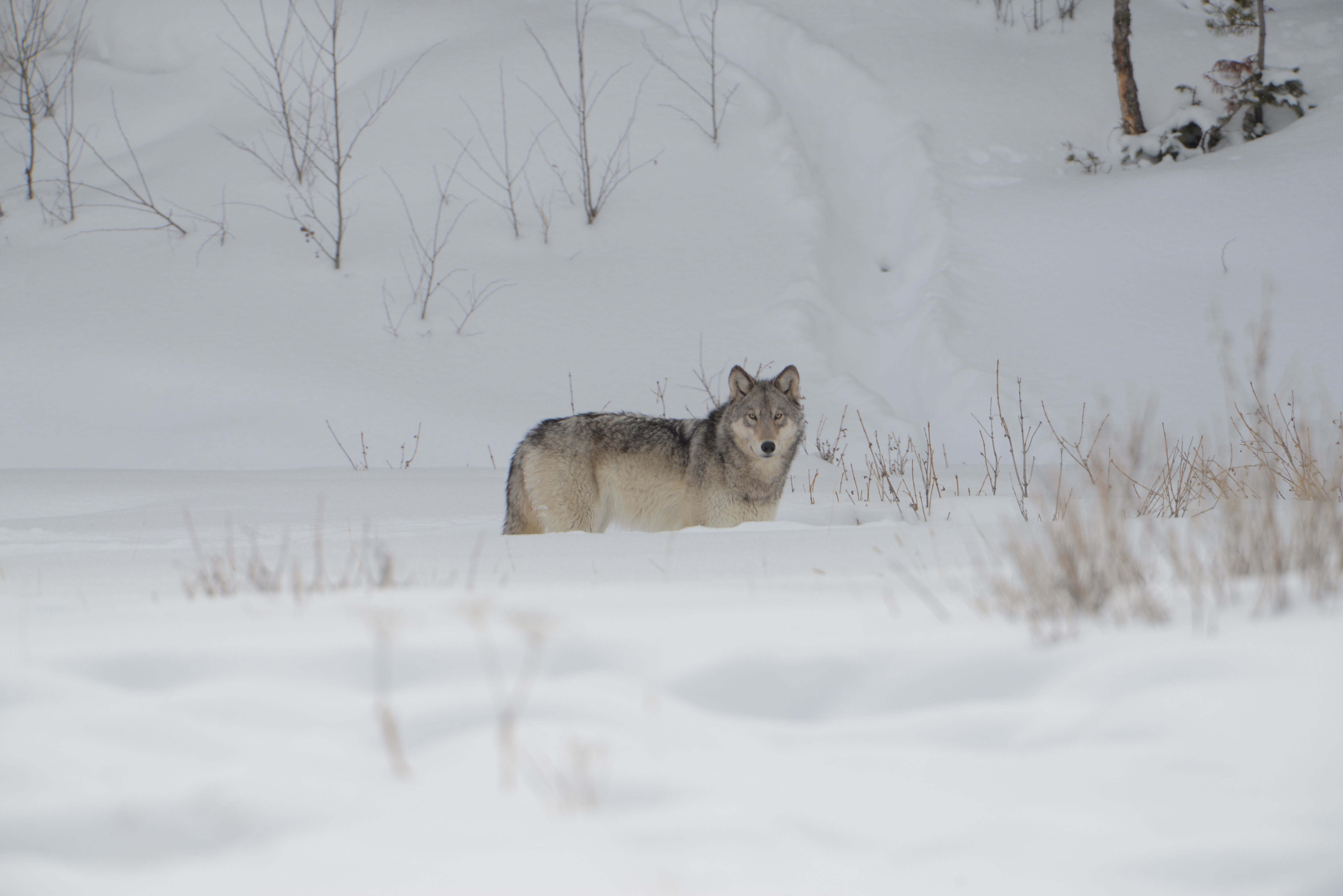 Laden Sie das Tiere, Winter, Schnee, Wolf, Wolves-Bild kostenlos auf Ihren PC-Desktop herunter