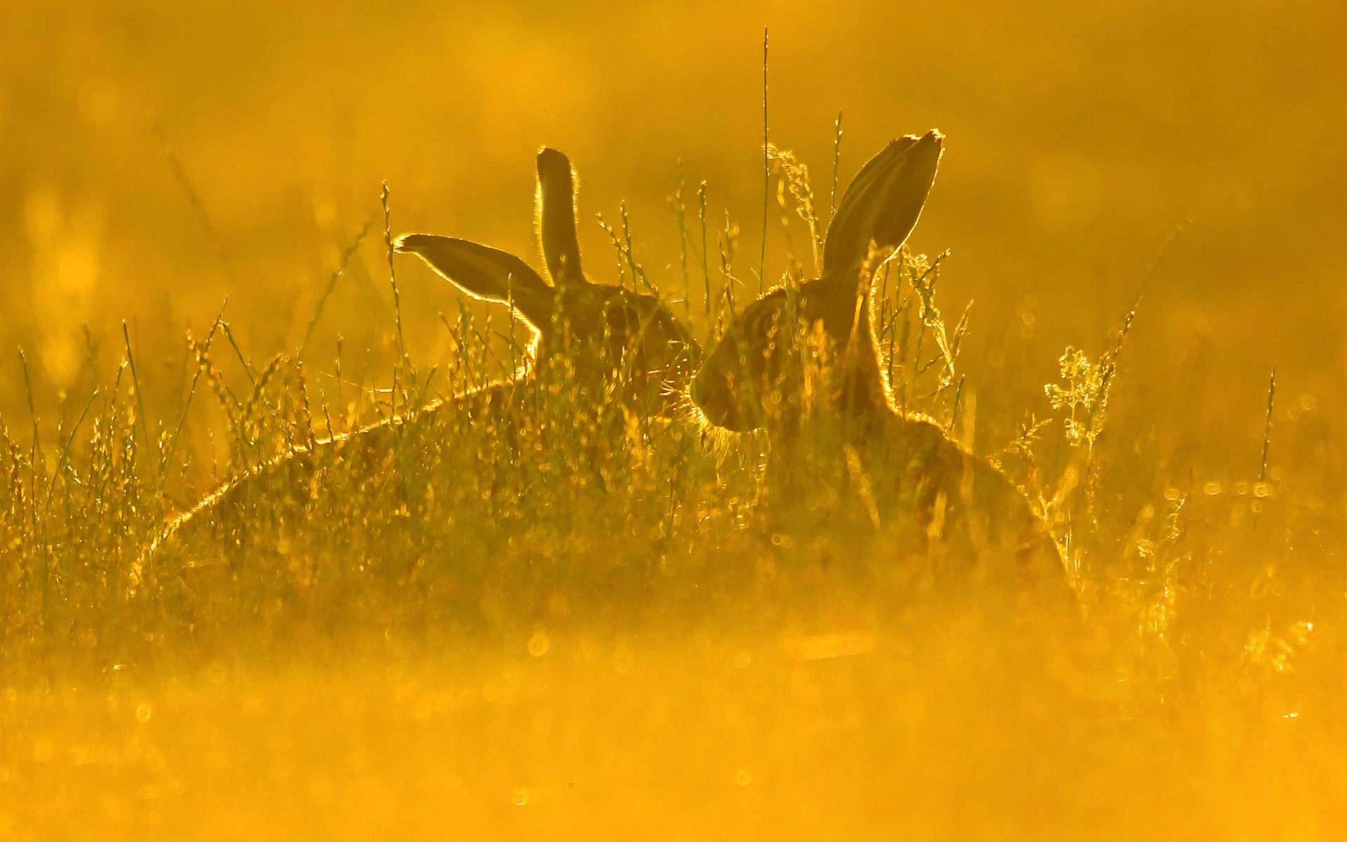 Download mobile wallpaper Grass, Animal, Rabbit, Sunny for free.