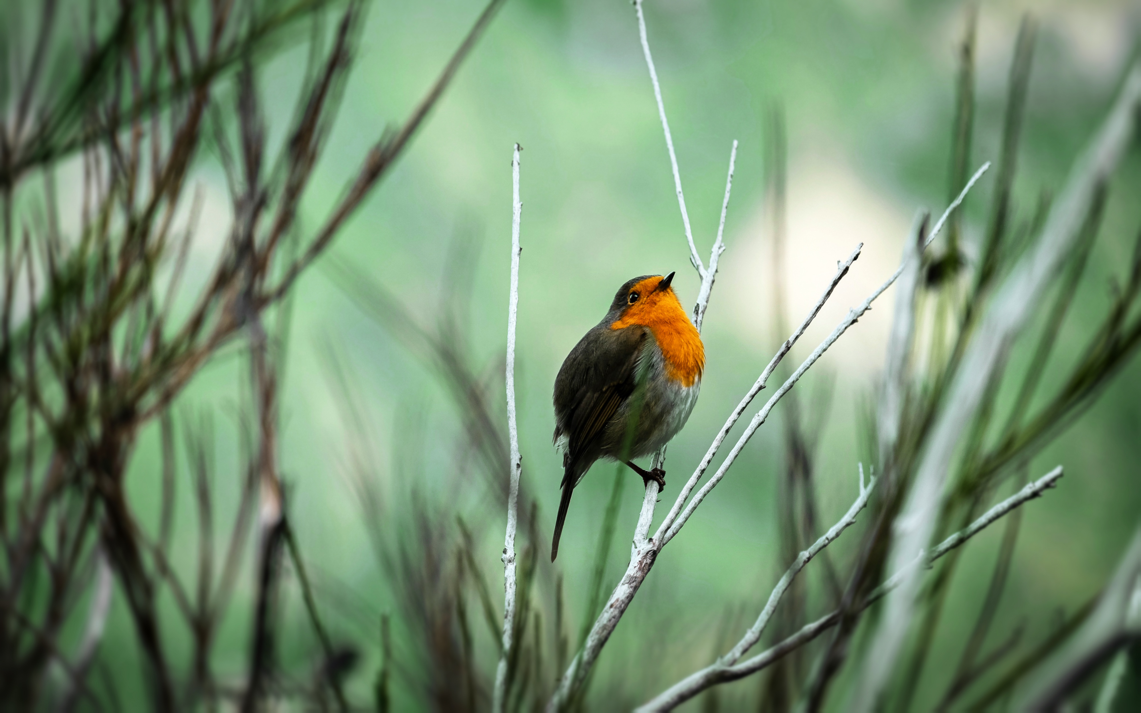 Baixar papel de parede para celular de Animais, Aves, Pássaro, Tordo Americano gratuito.