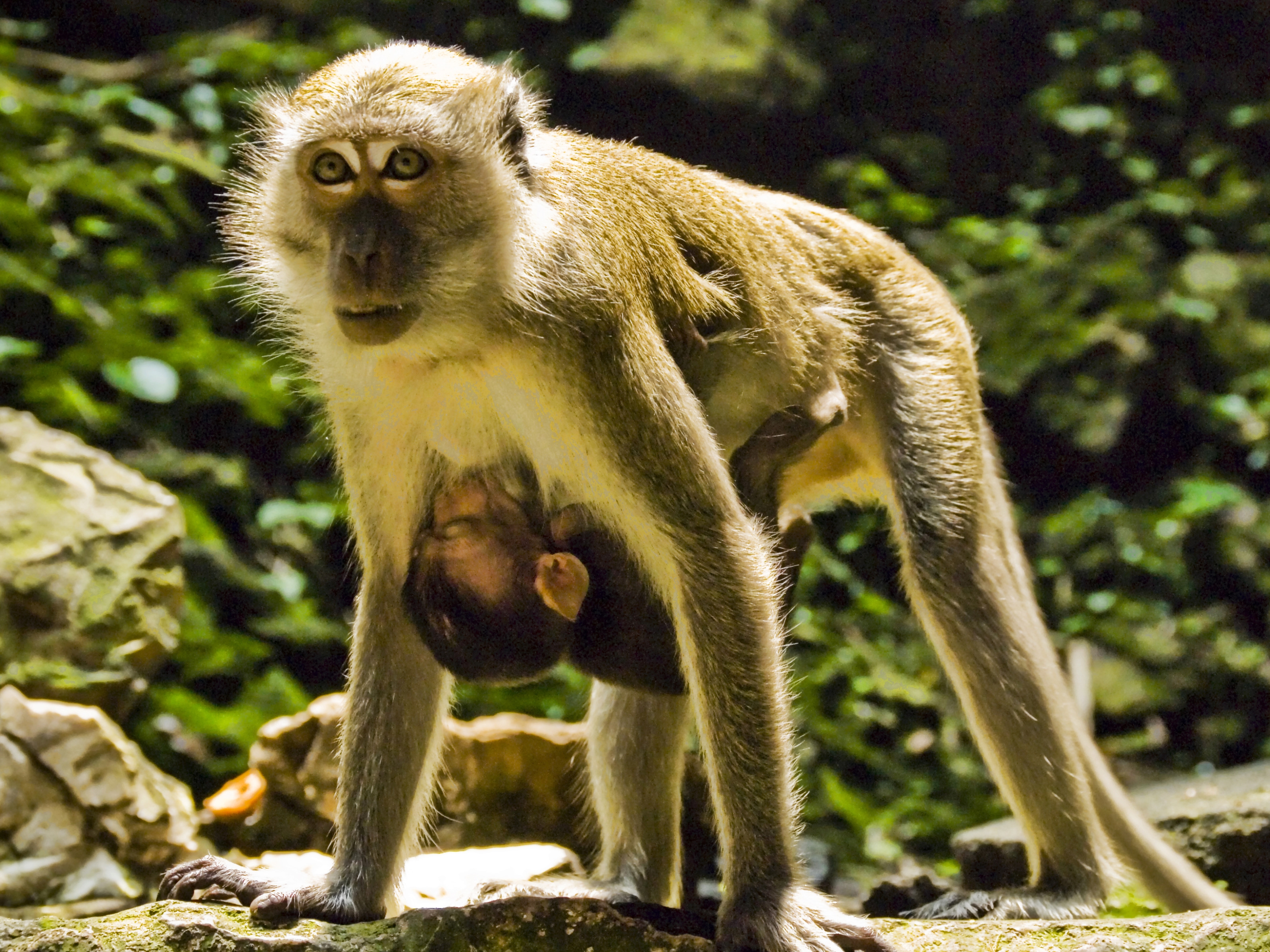 Télécharger des fonds d'écran Macaques HD