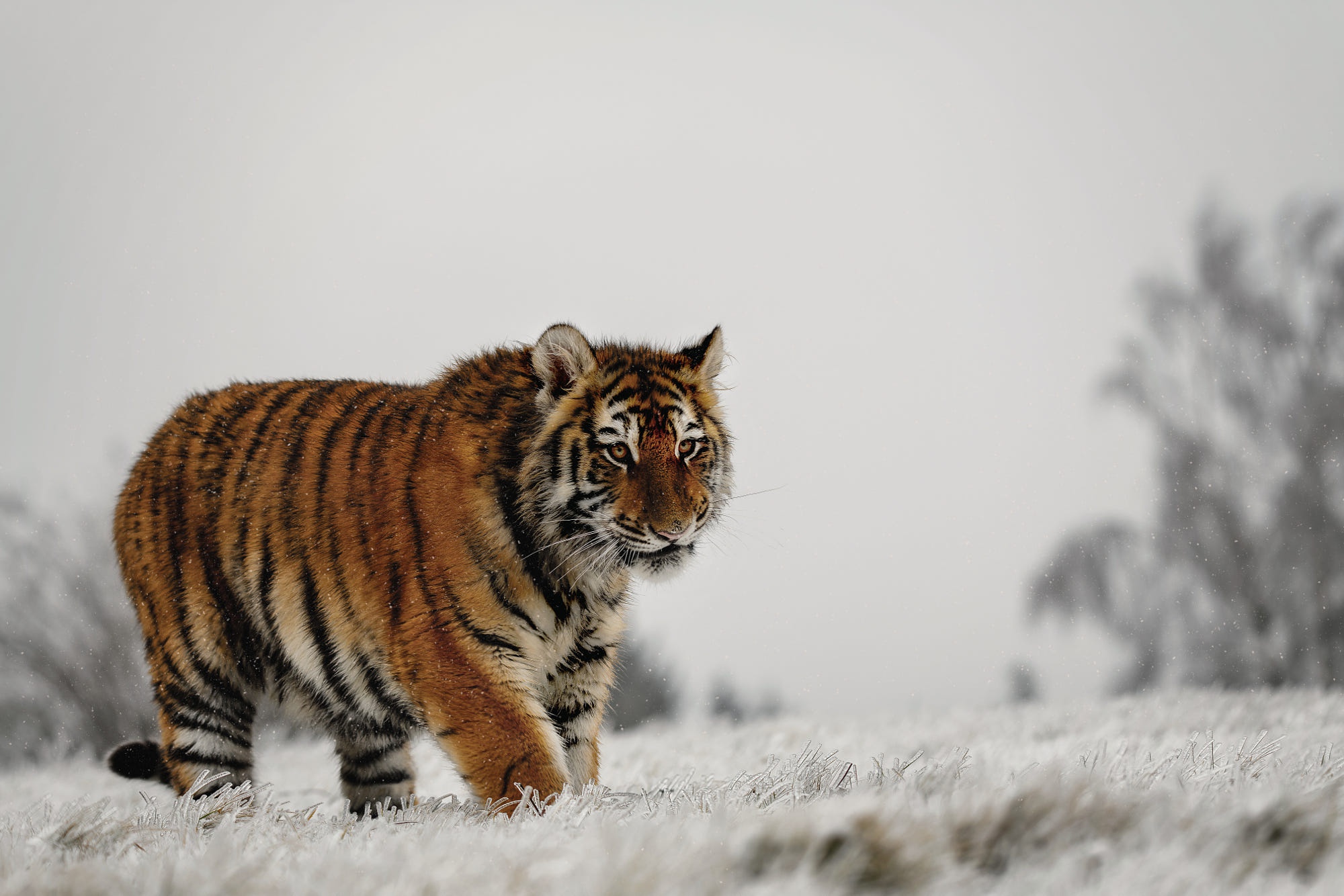 Handy-Wallpaper Tiere, Katzen, Tiger kostenlos herunterladen.