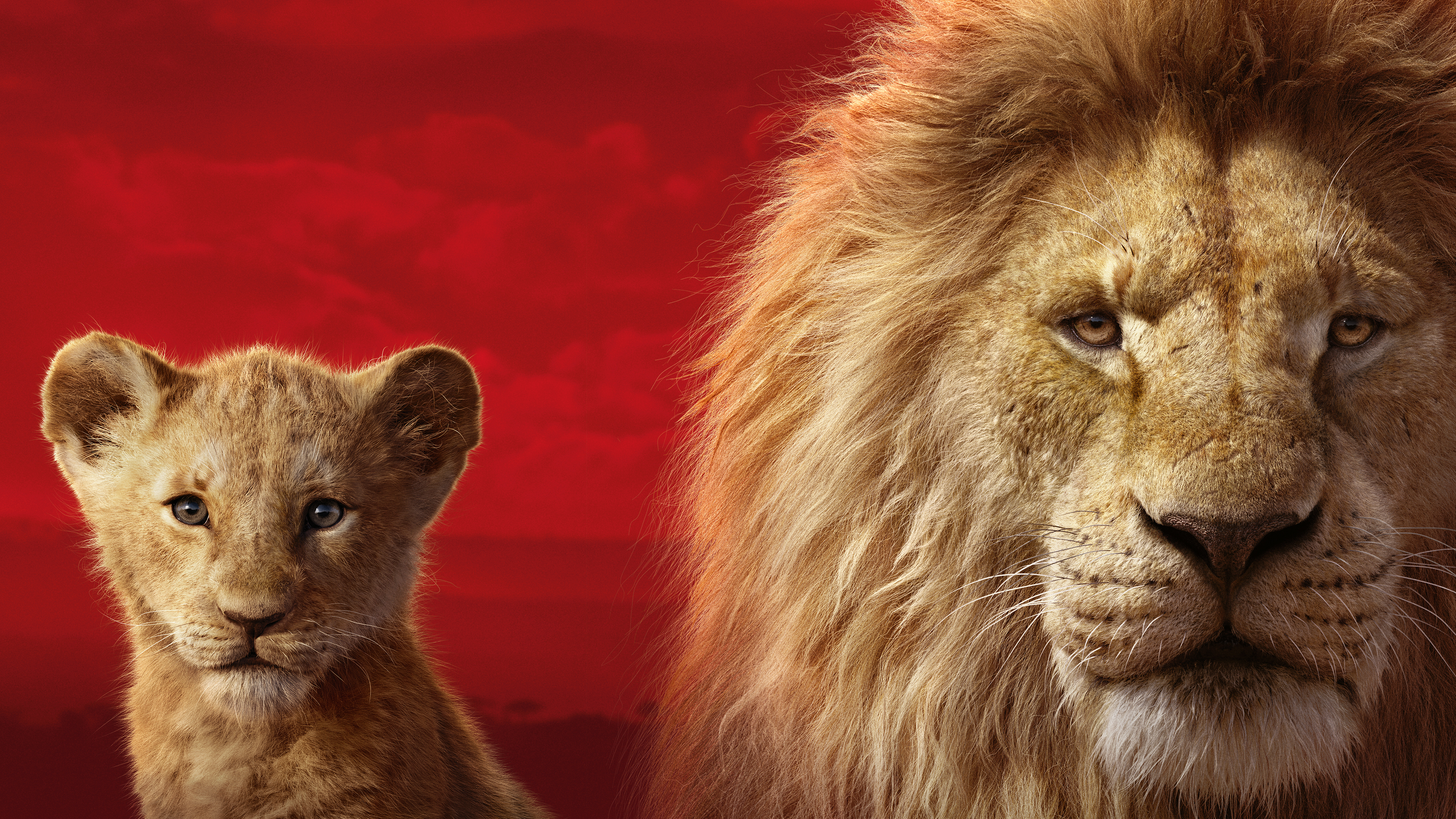 950816 descargar imagen películas, el rey león (2019), simba: fondos de pantalla y protectores de pantalla gratis