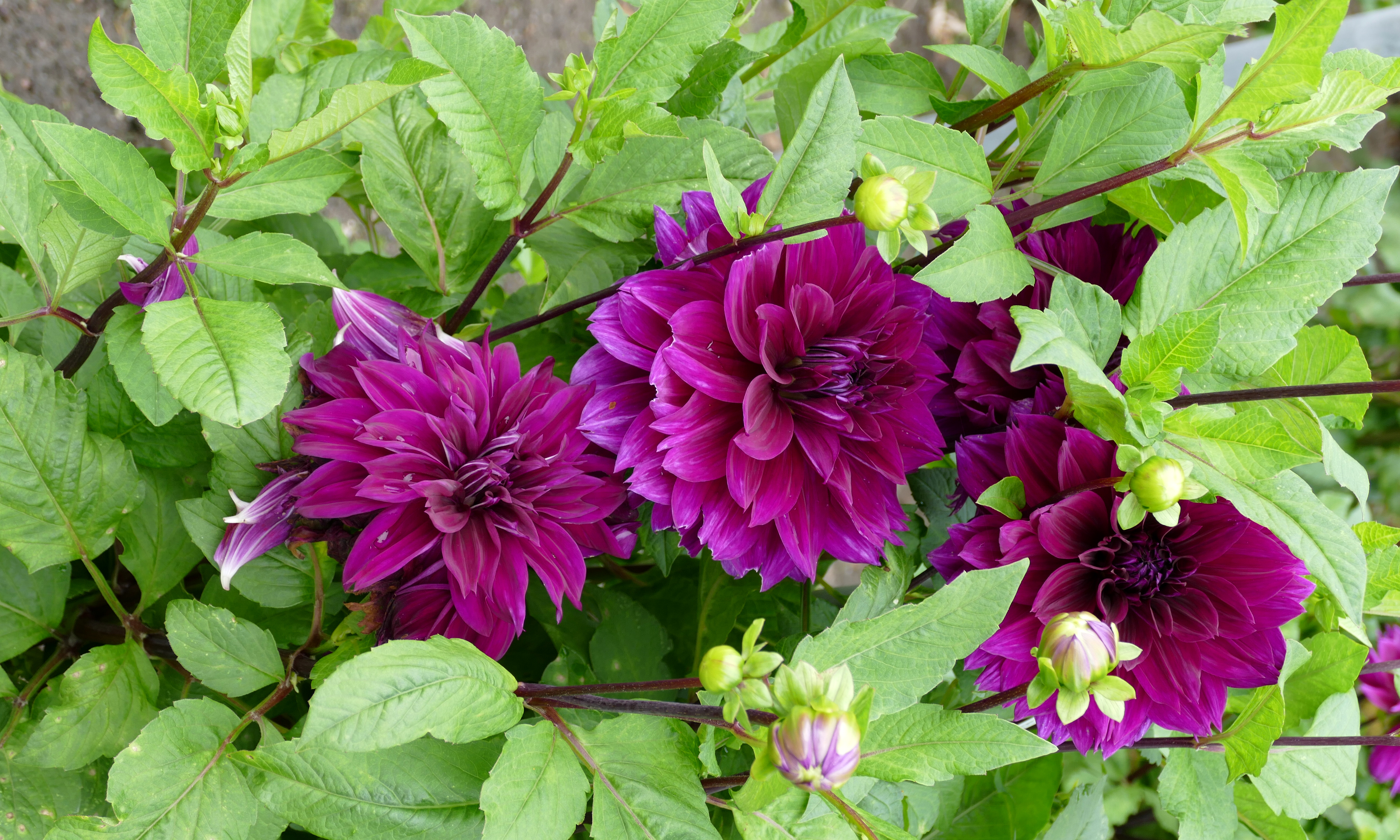 無料モバイル壁紙フラワーズ, 葉, 花, 地球, ダリア, 紫色の花をダウンロードします。
