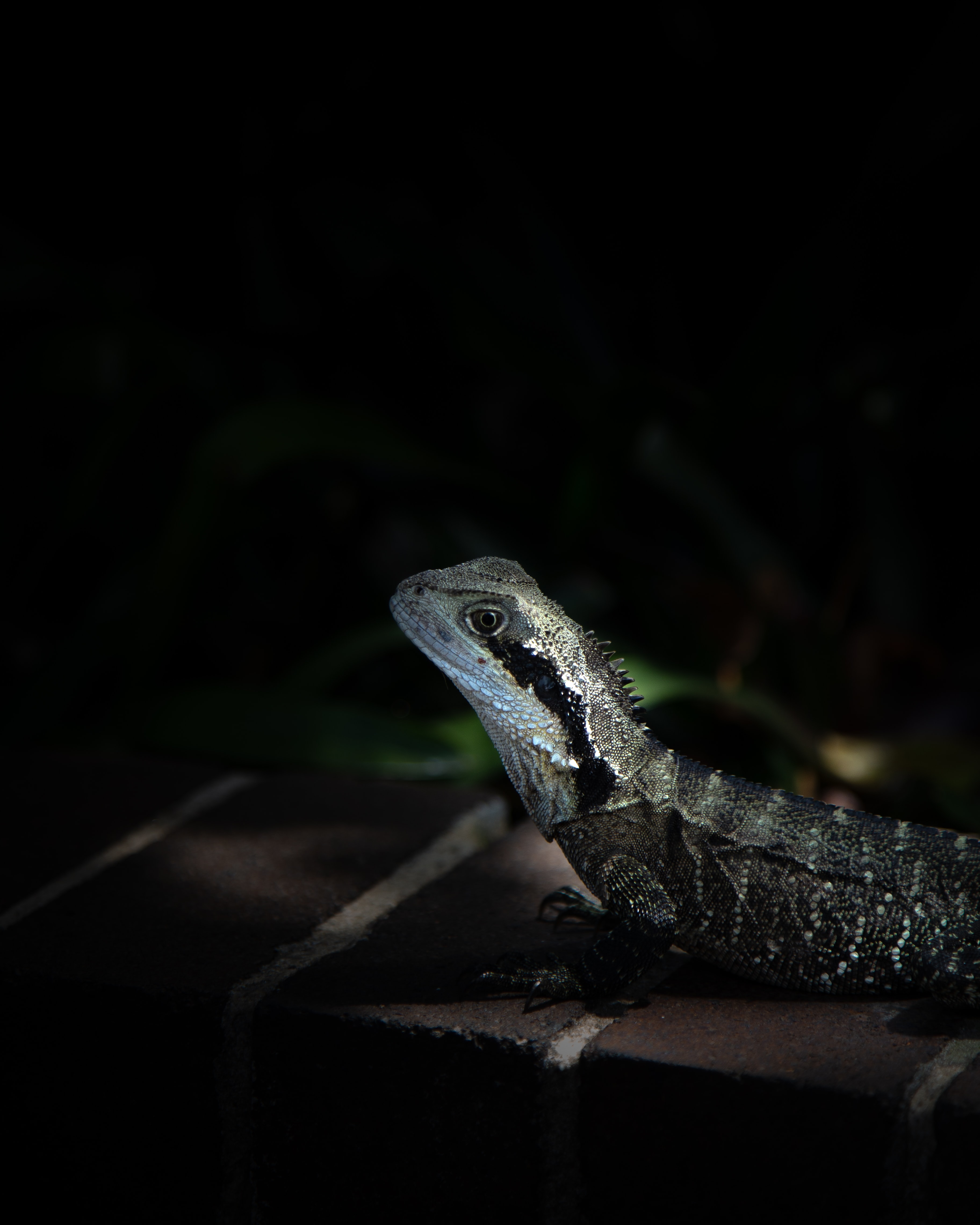 Free download wallpaper Lizard, Animals, Dark, Reptile, Iguana on your PC desktop