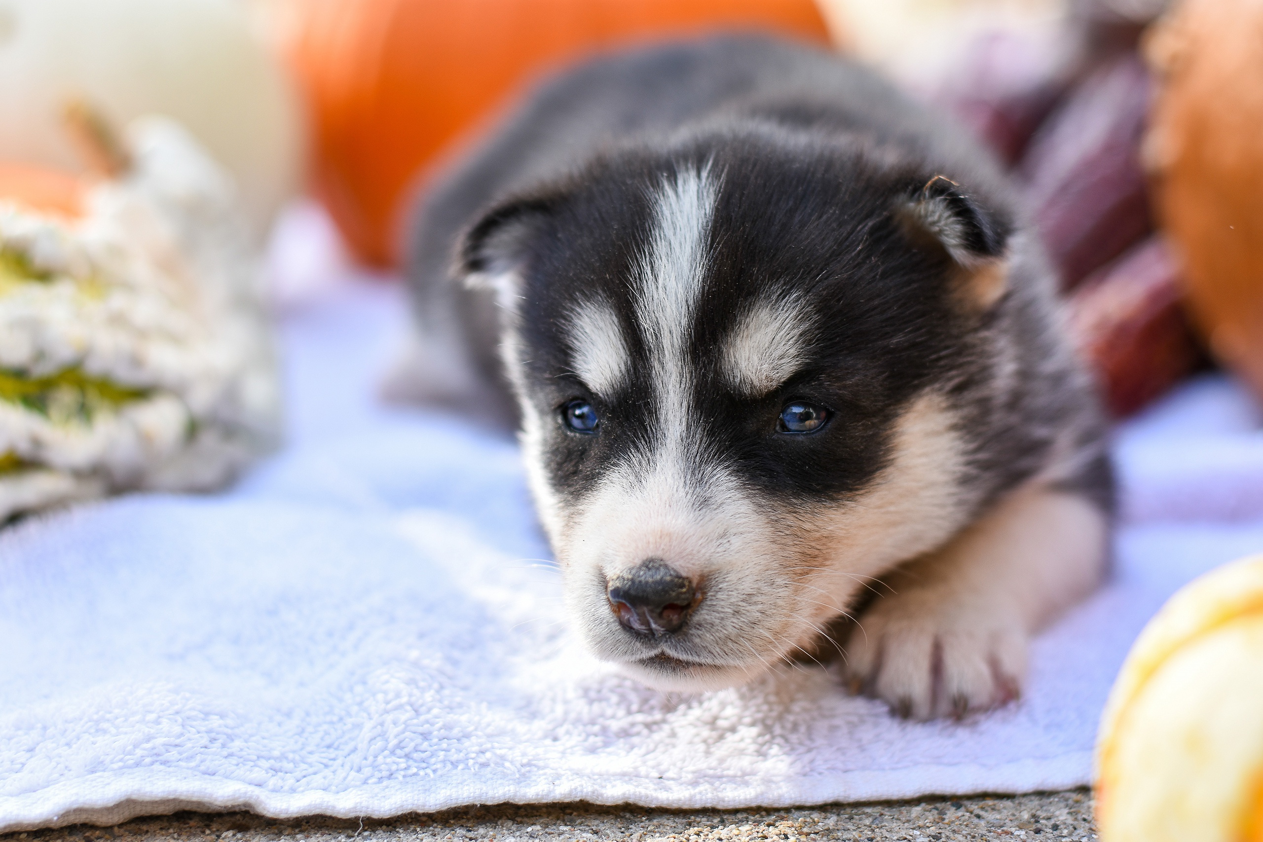 Download mobile wallpaper Dogs, Dog, Animal, Puppy, Husky, Siberian Husky, Baby Animal for free.