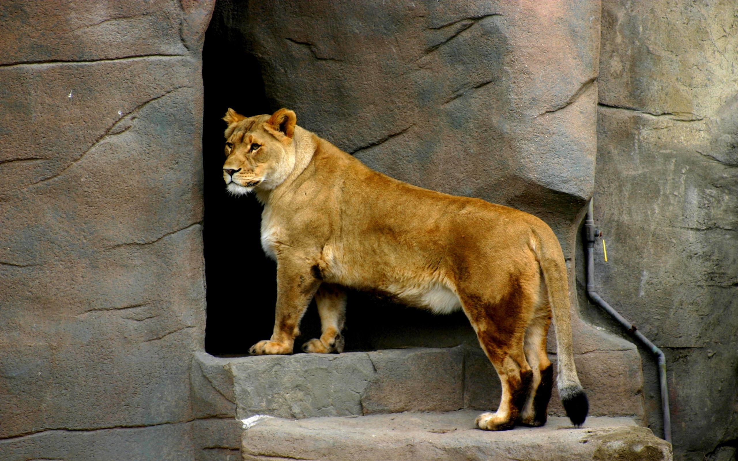 117505 descargar fondo de pantalla animales, hermosa, hermoso, leona, reserva: protectores de pantalla e imágenes gratis