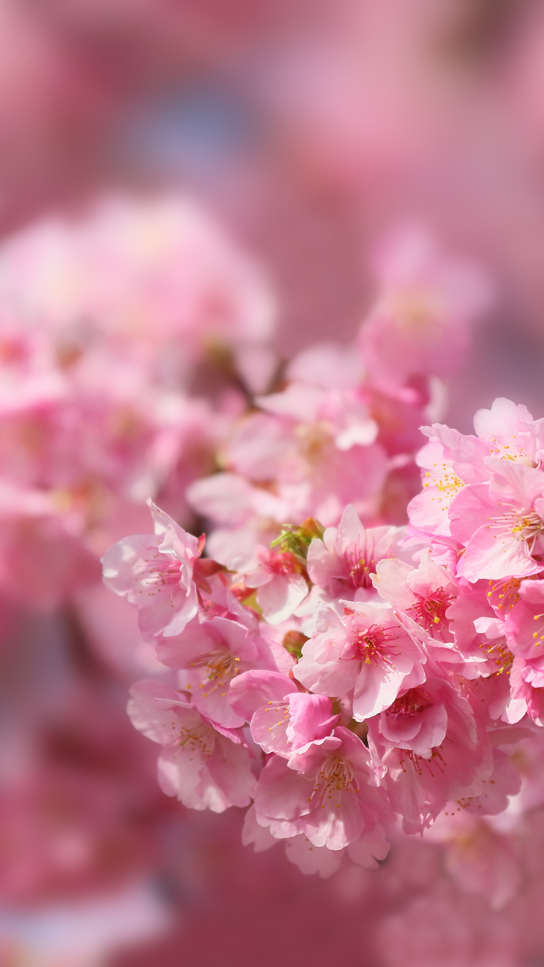 Download mobile wallpaper Nature, Sakura, Earth, Japan, Spring, Cherry Blossom, Blossom for free.