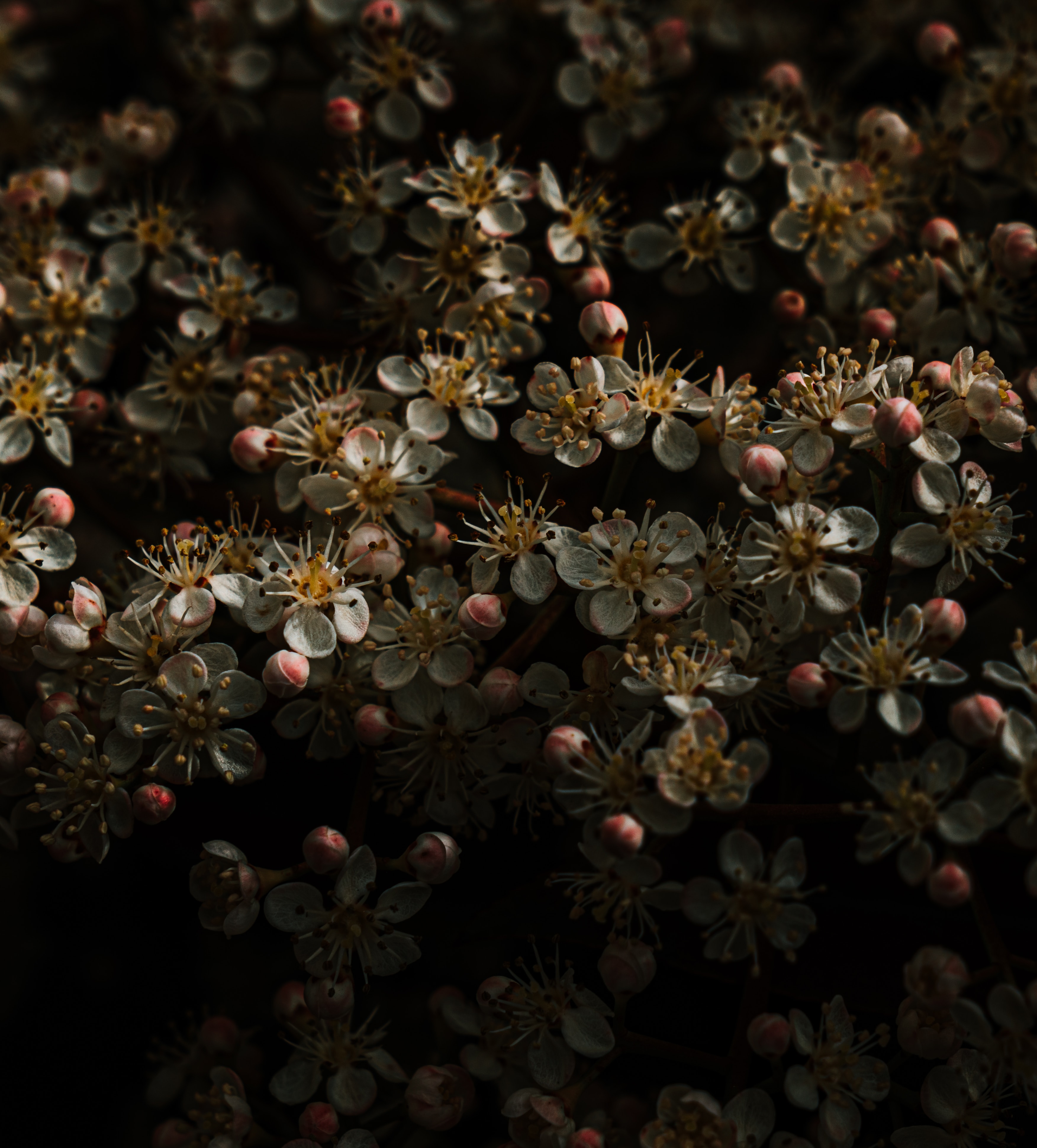 Free download wallpaper Flowers, Flowering, Buds, Cherry, Bloom, Sakura on your PC desktop
