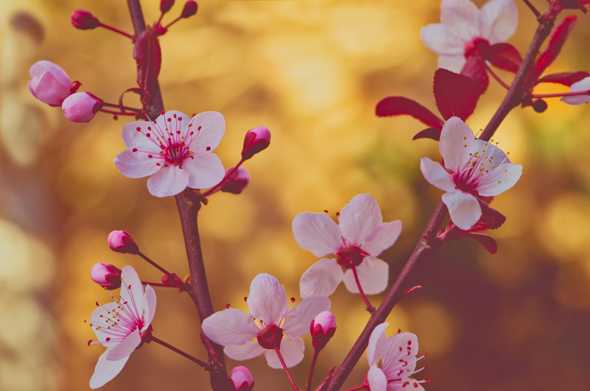 Téléchargez gratuitement l'image Fleurs, Fleur, Terre/nature sur le bureau de votre PC