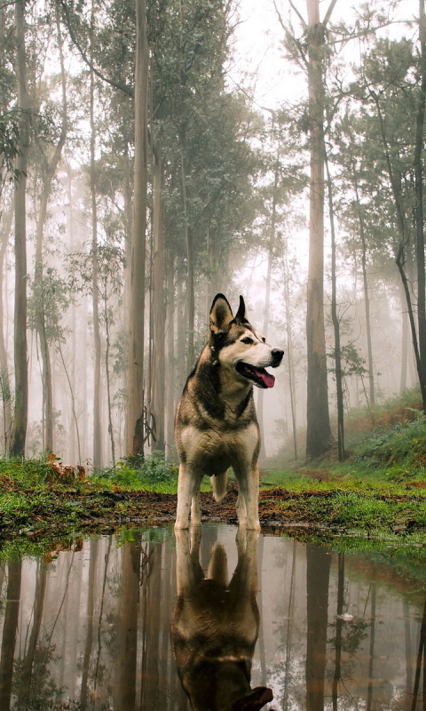 Handy-Wallpaper Tiere, Hunde, Wald, Hund, Nebel, Spiegelung, Schlittenhund, Betrachtung kostenlos herunterladen.