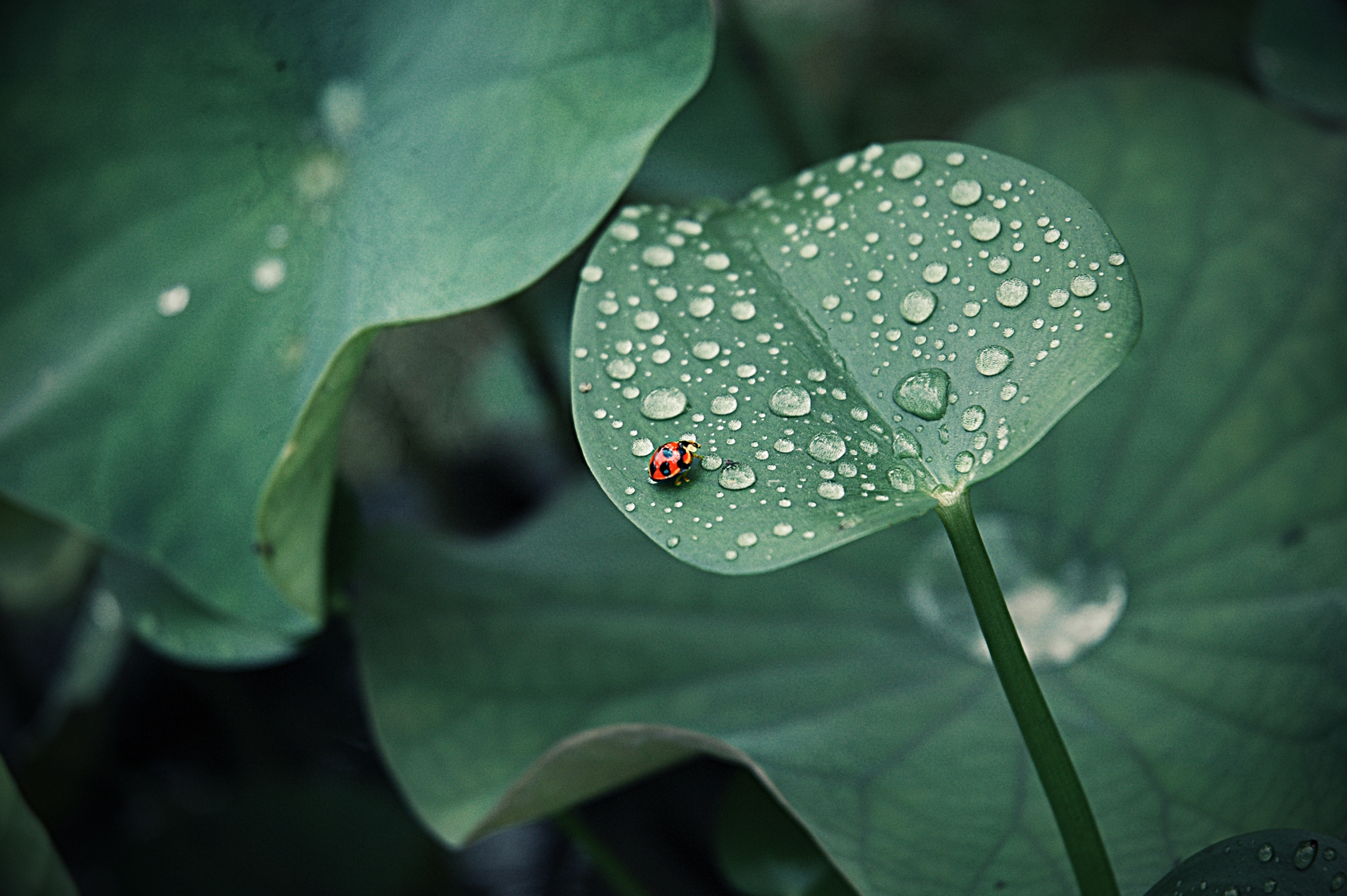 leaves, drops, macro, insect, round, ladybug, ladybird, dew 2160p