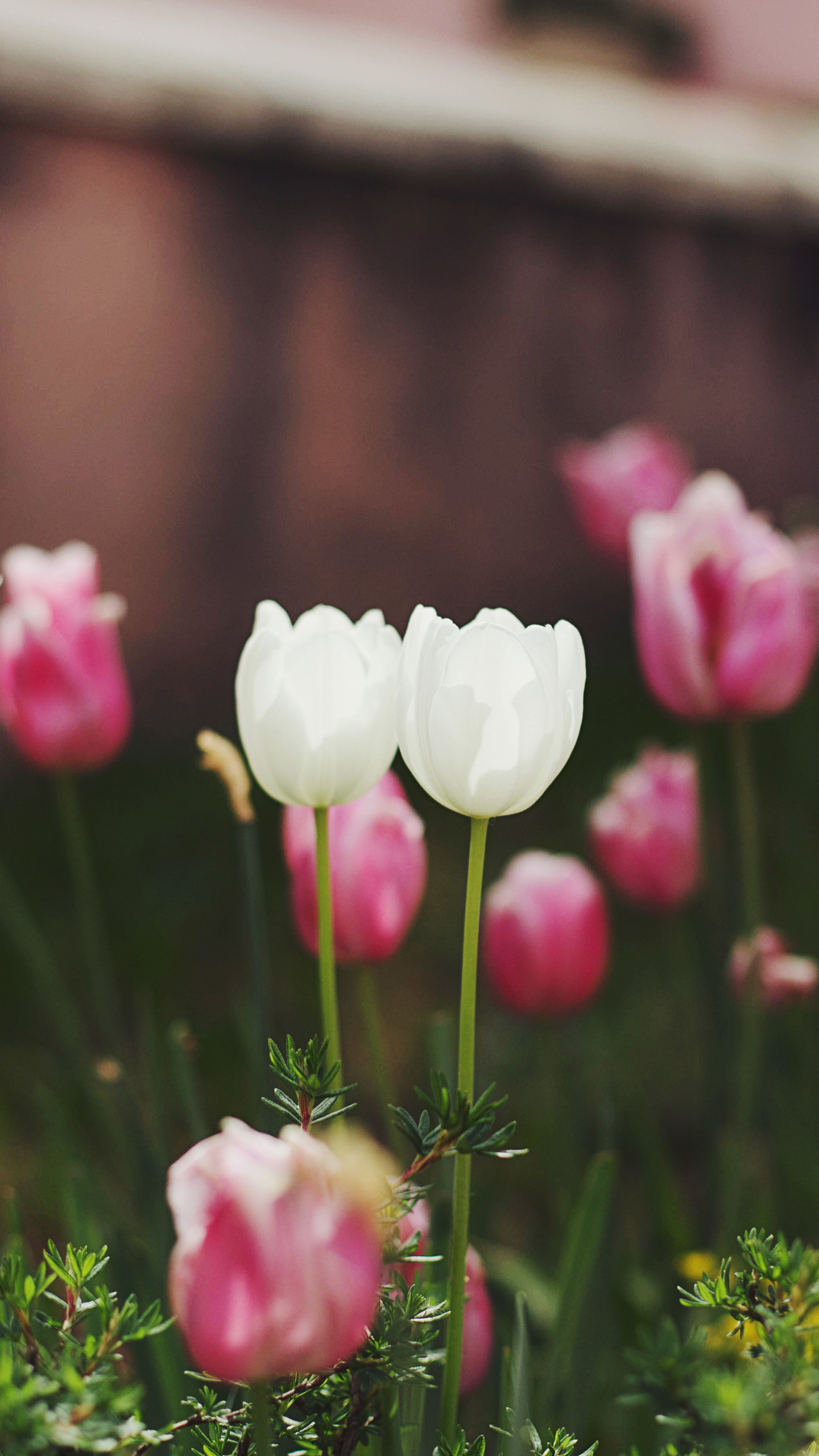 Download mobile wallpaper Nature, Flowers, Flower, Blur, Earth, Tulip, White Flower, Pink Flower for free.