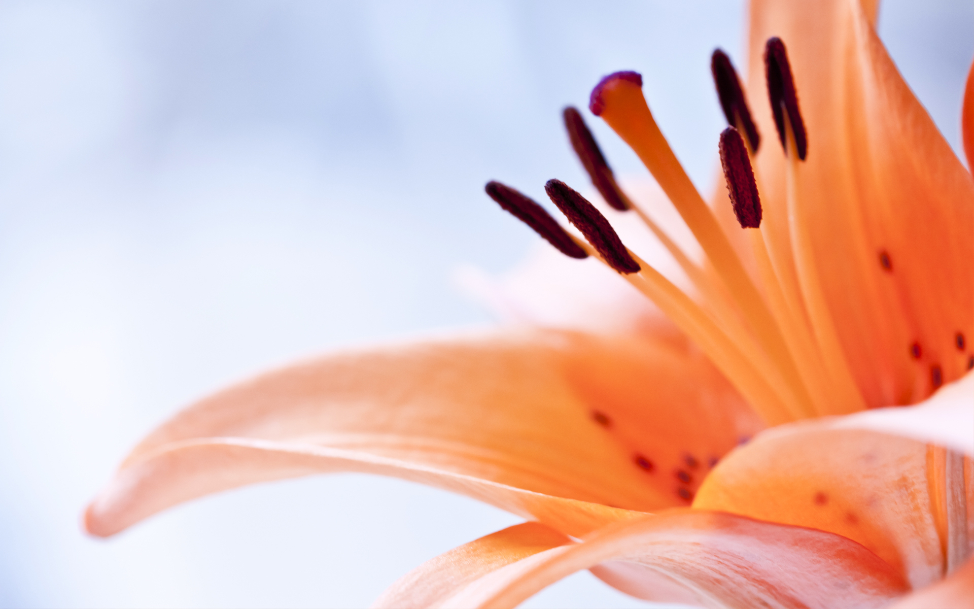 Free download wallpaper Flowers, Flower, Earth, Lily on your PC desktop