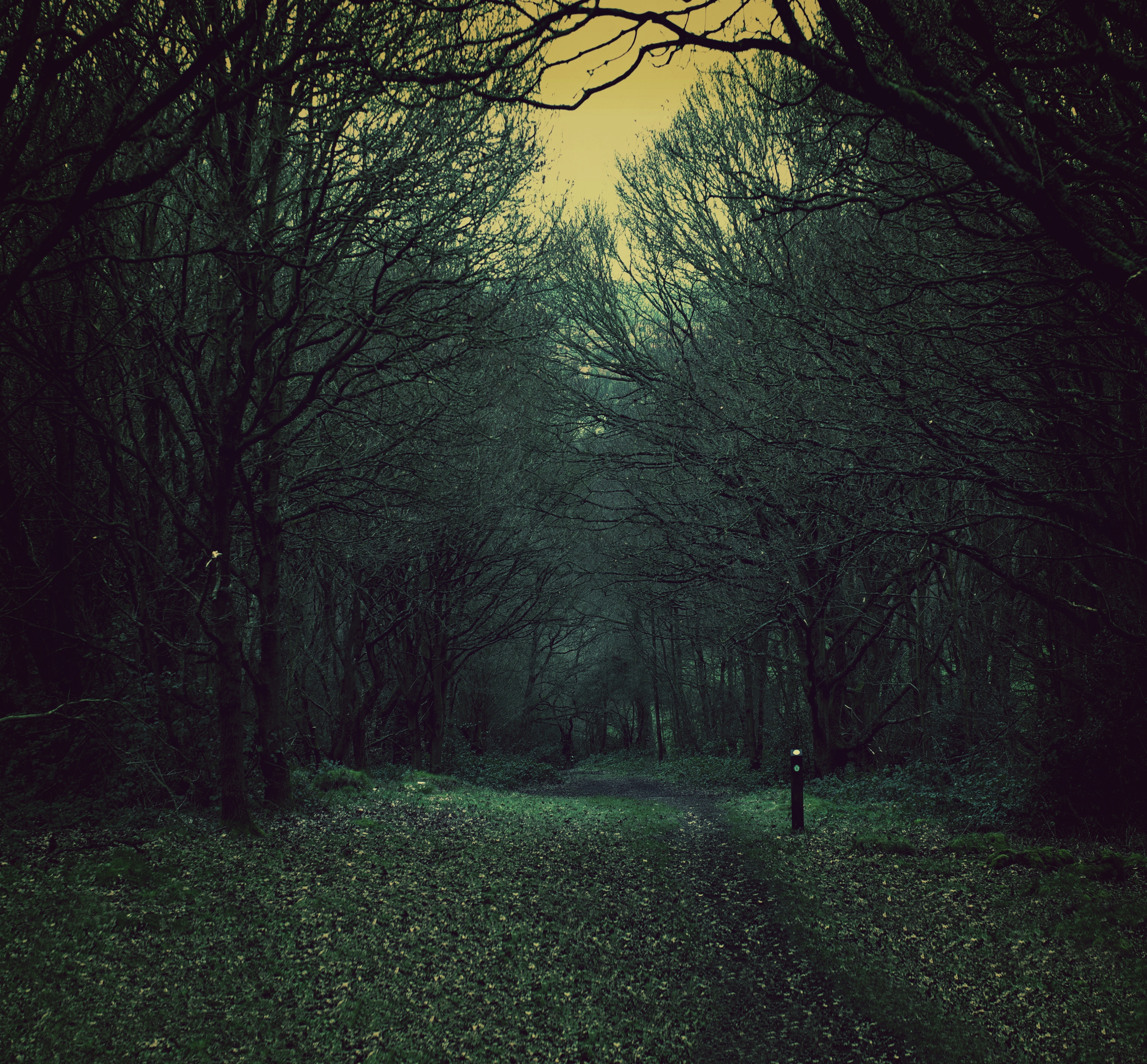 Free download wallpaper Nature, Trees, Fallen, Forest, Foliage, Gloomy on your PC desktop