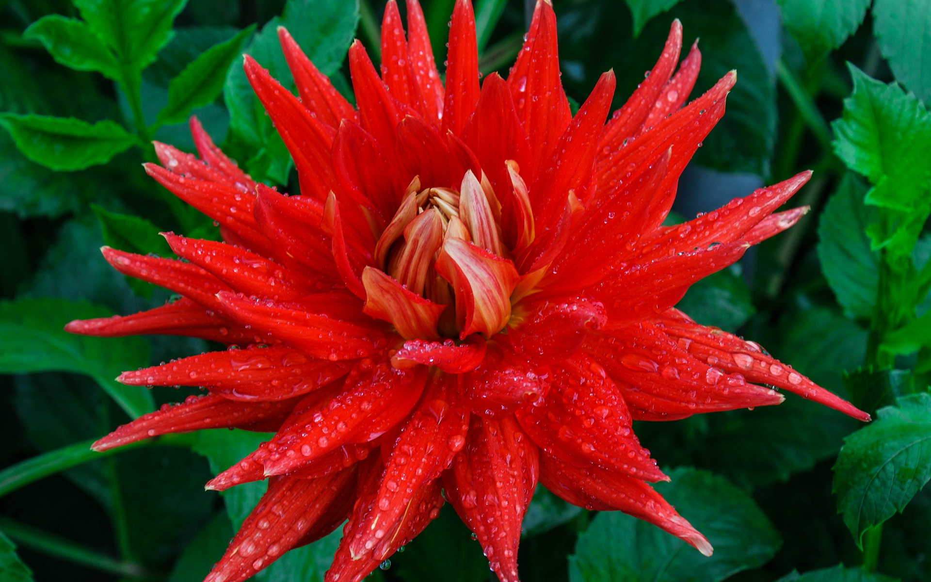Descarga gratuita de fondo de pantalla para móvil de Dalia, Flor Roja, Flores, Flor, Tierra/naturaleza.