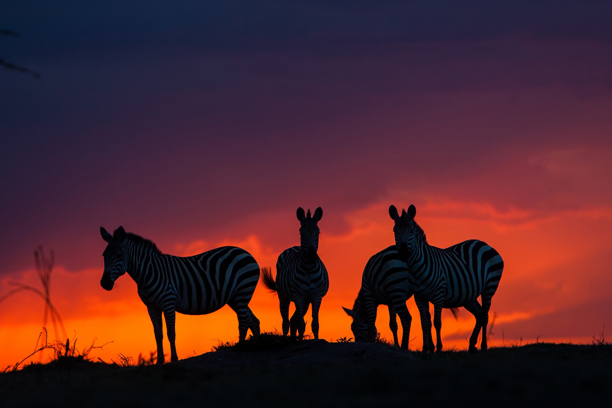Free download wallpaper Sunset, Zebra, Animal on your PC desktop