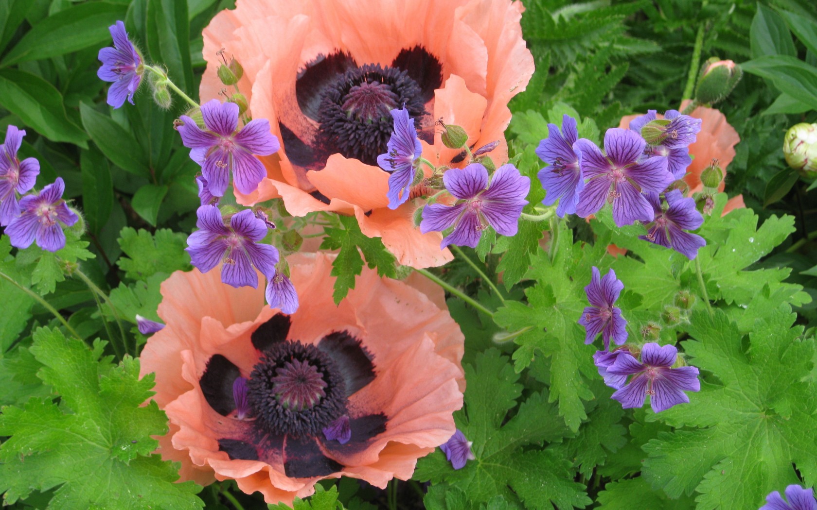 Laden Sie das Blumen, Blume, Erde/natur-Bild kostenlos auf Ihren PC-Desktop herunter