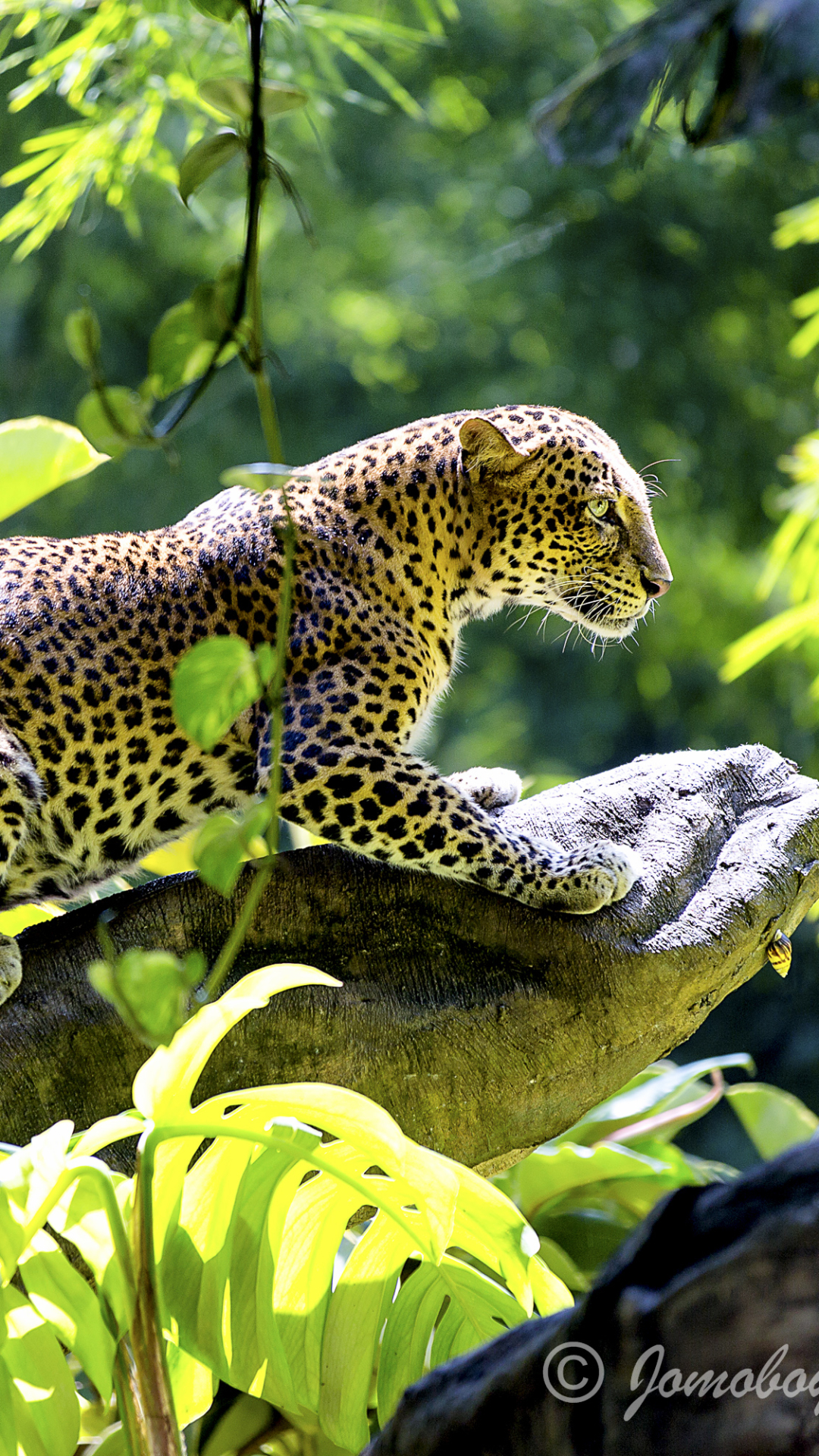 Descarga gratuita de fondo de pantalla para móvil de Animales, Gatos, Leopardo, Selva.