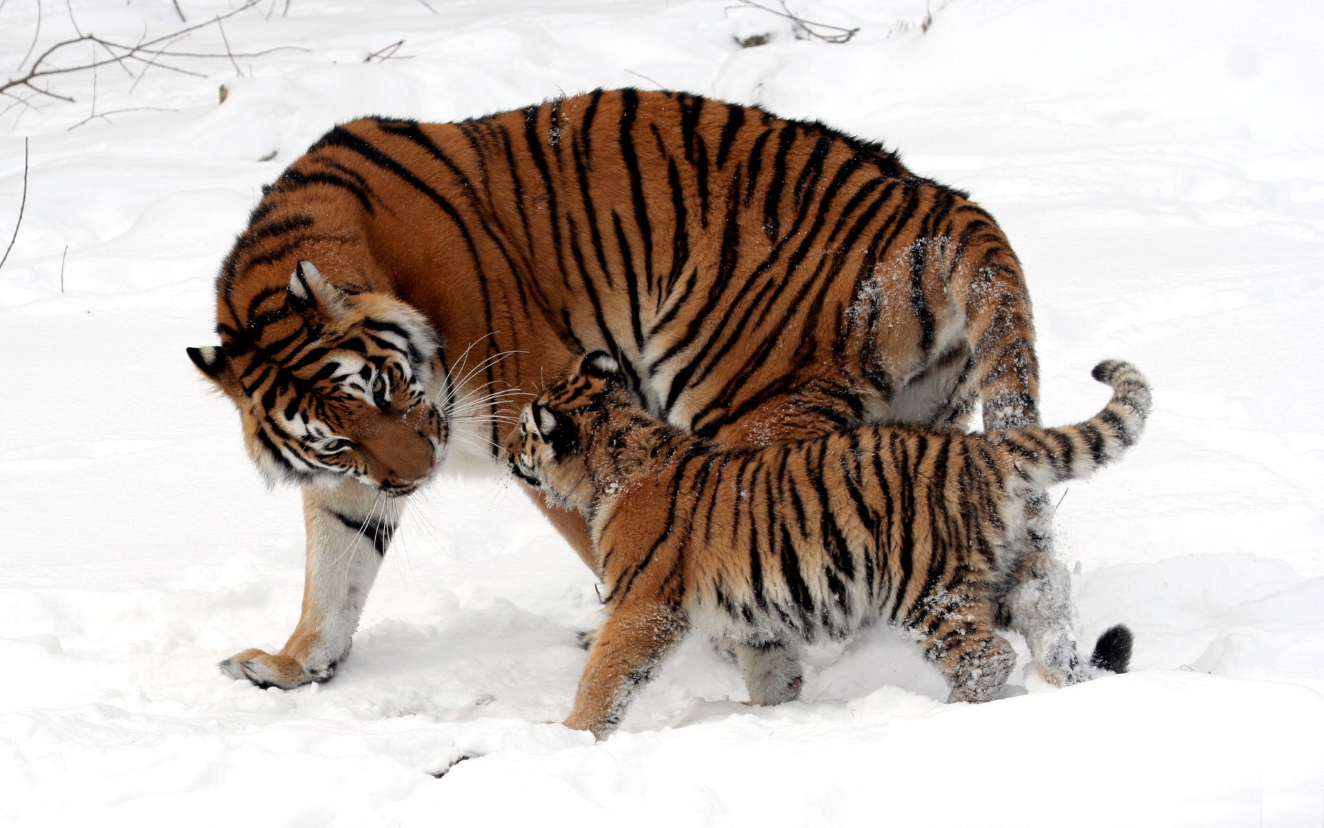 Скачать обои бесплатно Животные, Тигры картинка на рабочий стол ПК