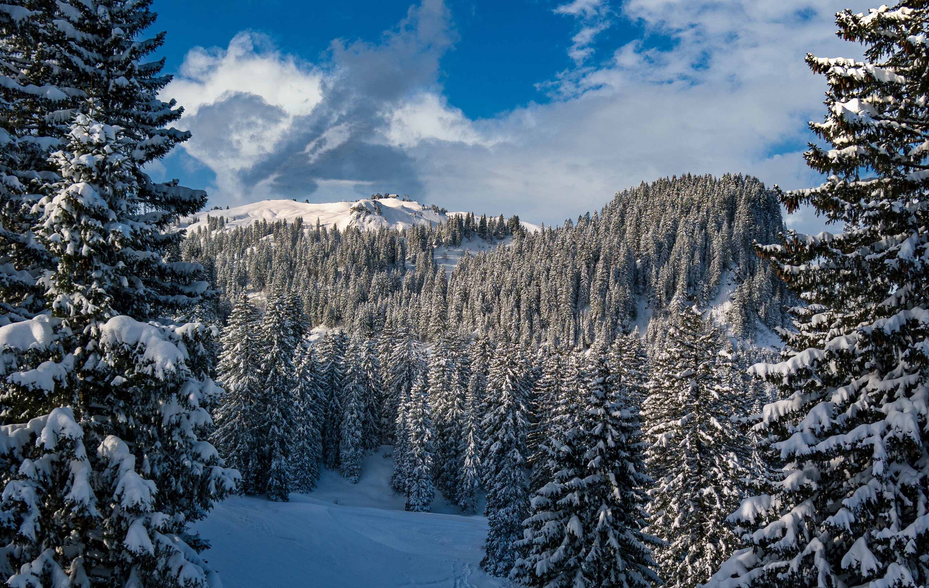 Free download wallpaper Winter, Snow, Forest, Earth, Fir Tree on your PC desktop