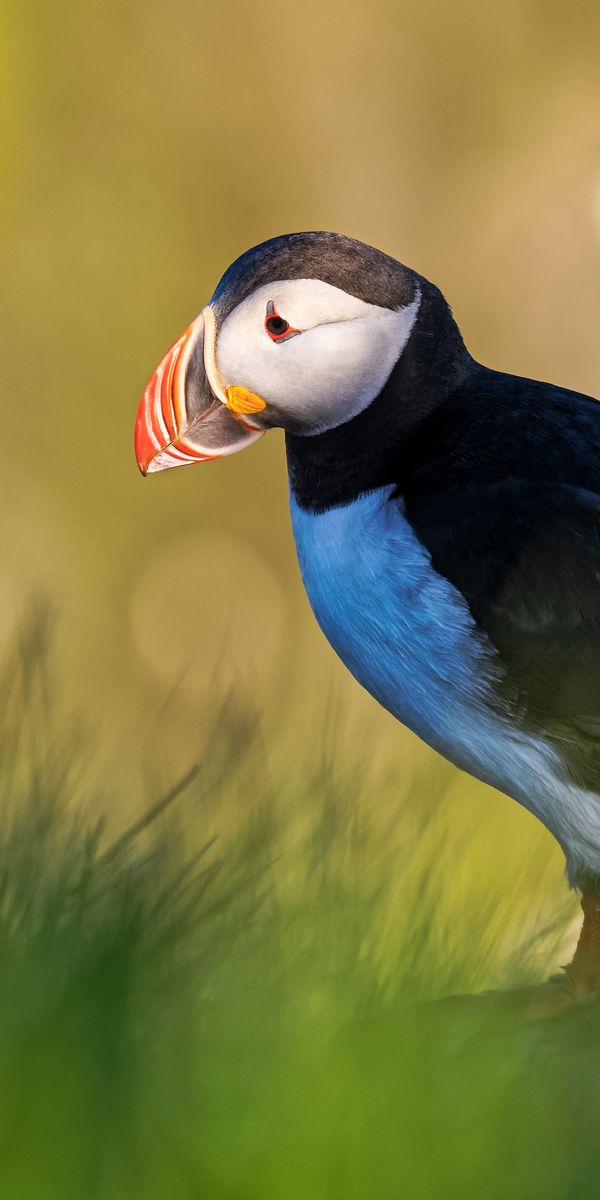 HDデスクトップ 壁紙: パフィン, 動物, 鳥ダウンロード無料画像 #485956