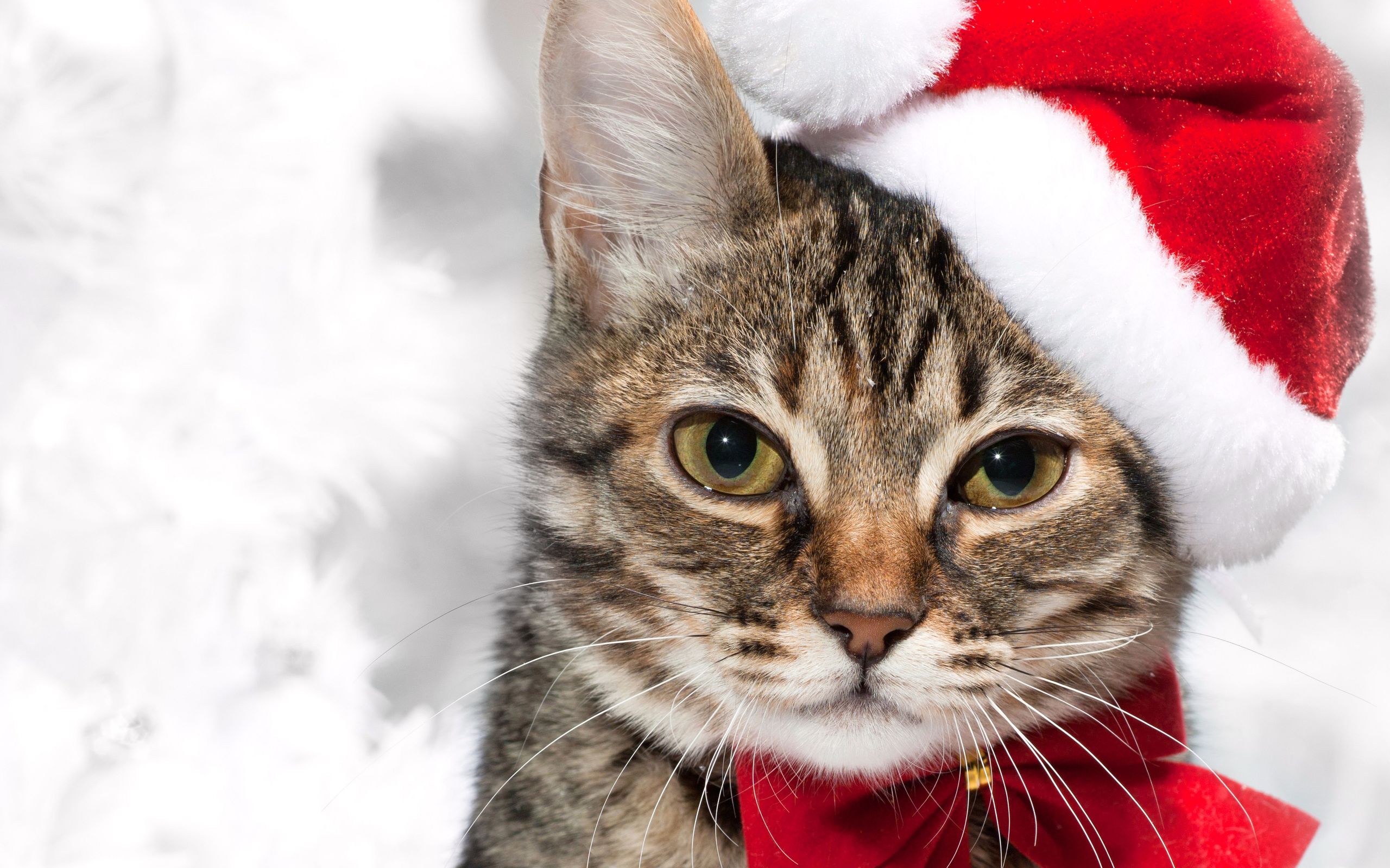 Скачати мобільні шпалери Капелюх Діда Мороза, Різдво, Кішка, Коти, Тварина безкоштовно.