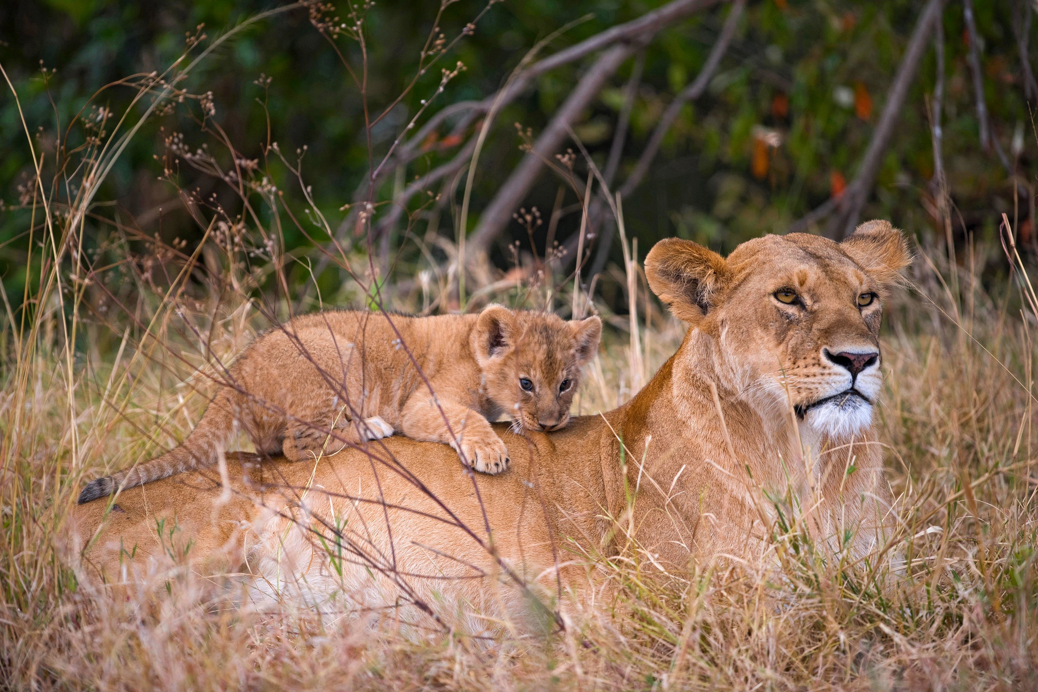 Téléchargez des papiers peints mobile Animaux, Chats, Lion, Lionceau, Bébé Animal gratuitement.