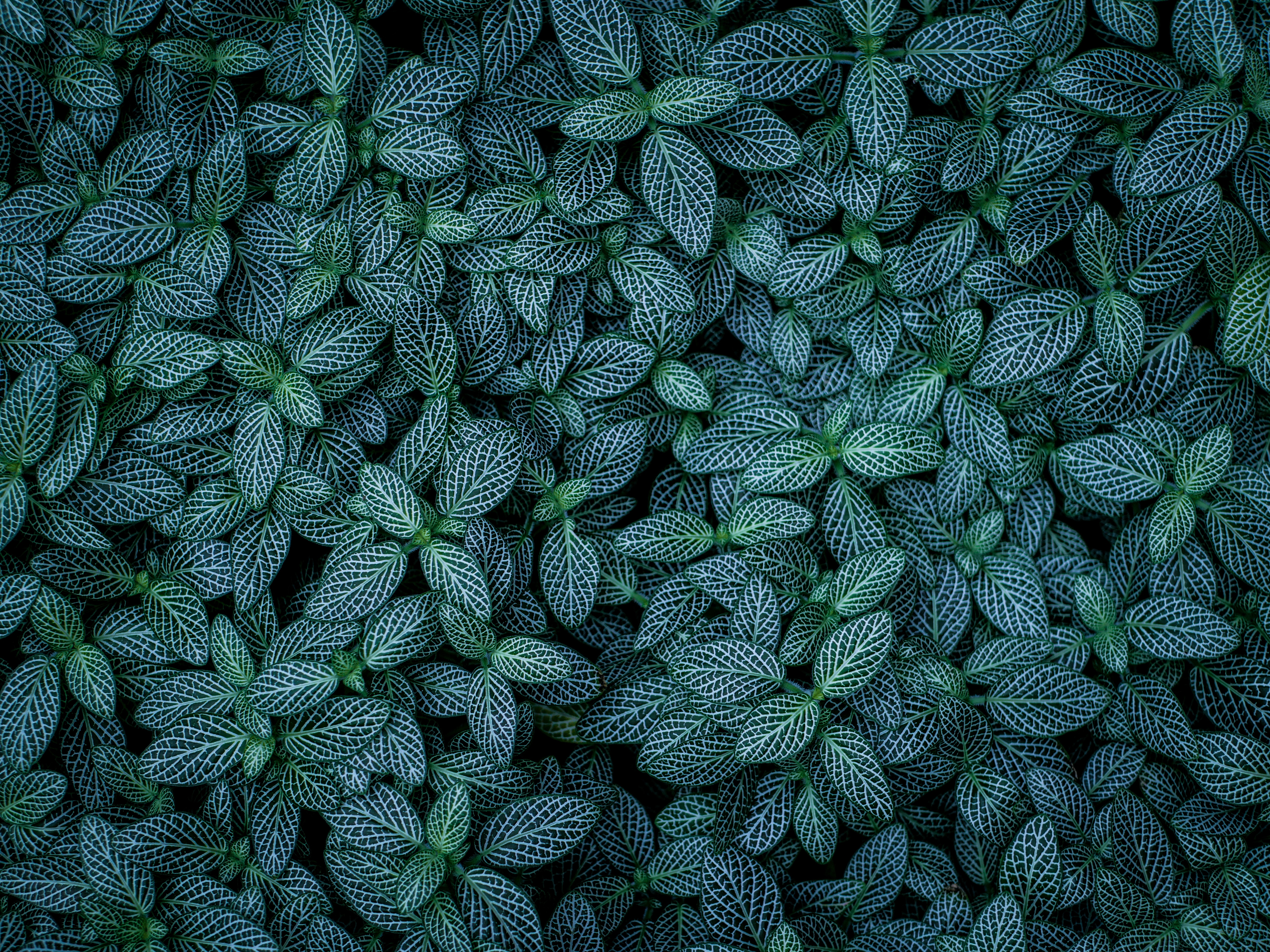 Download mobile wallpaper Veins, Leaves, Striped, Nature, Plants for free.
