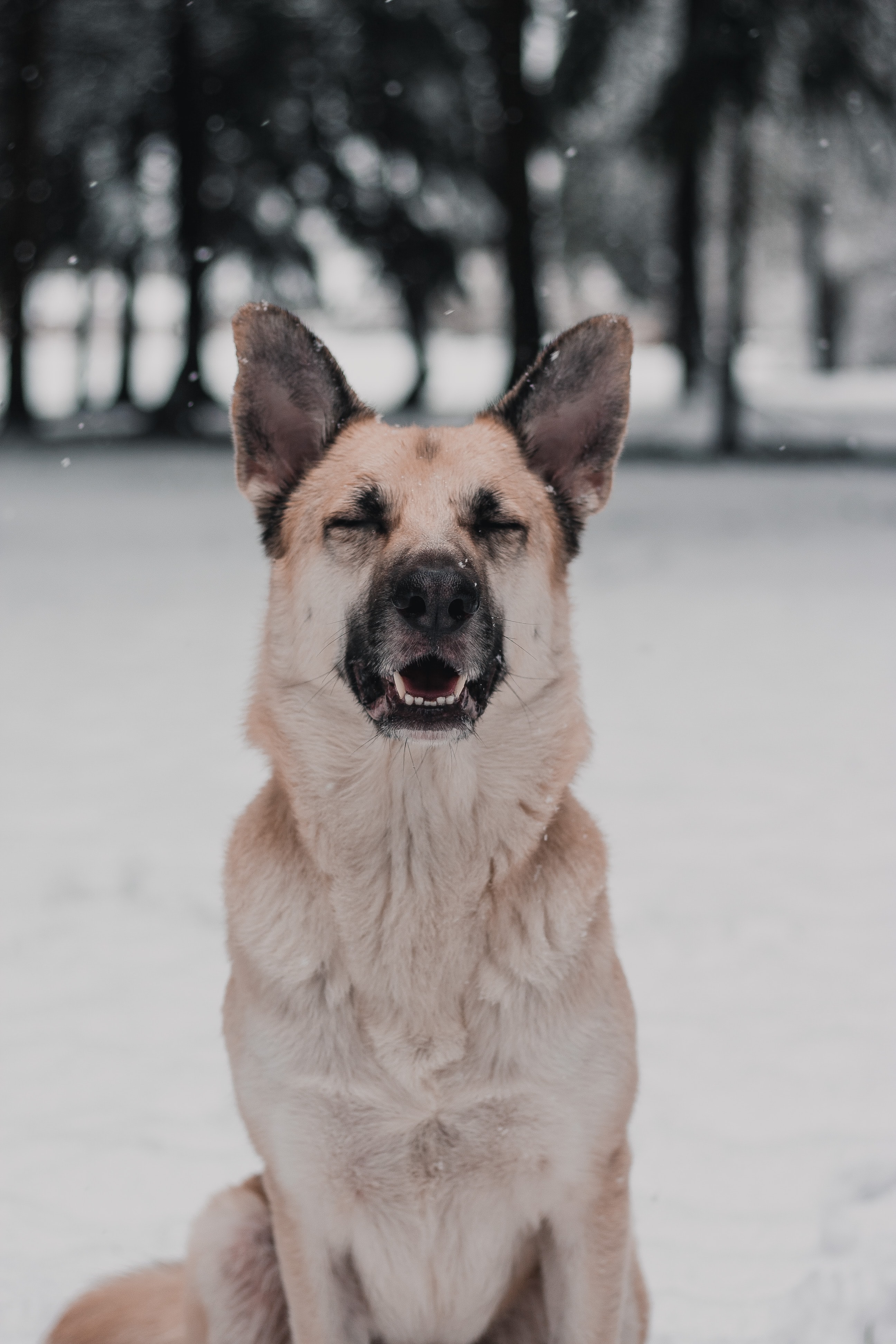 PCデスクトップに動物, 雪, ニース, 恋人, おかしい, 可笑しい, 犬画像を無料でダウンロード
