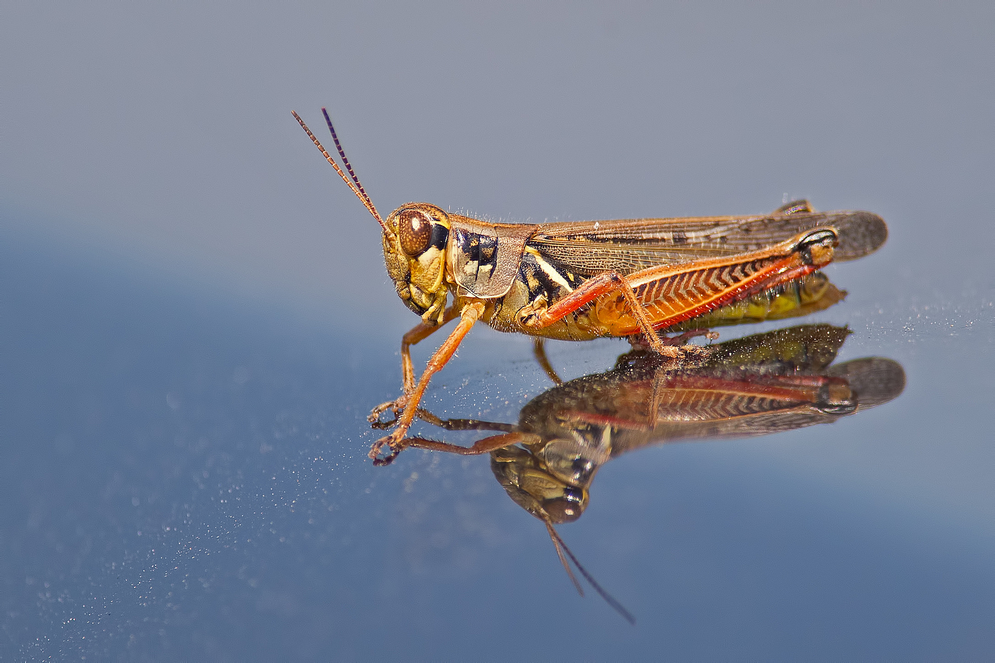 Free download wallpaper Reflection, Insect, Animal, Grasshopper on your PC desktop