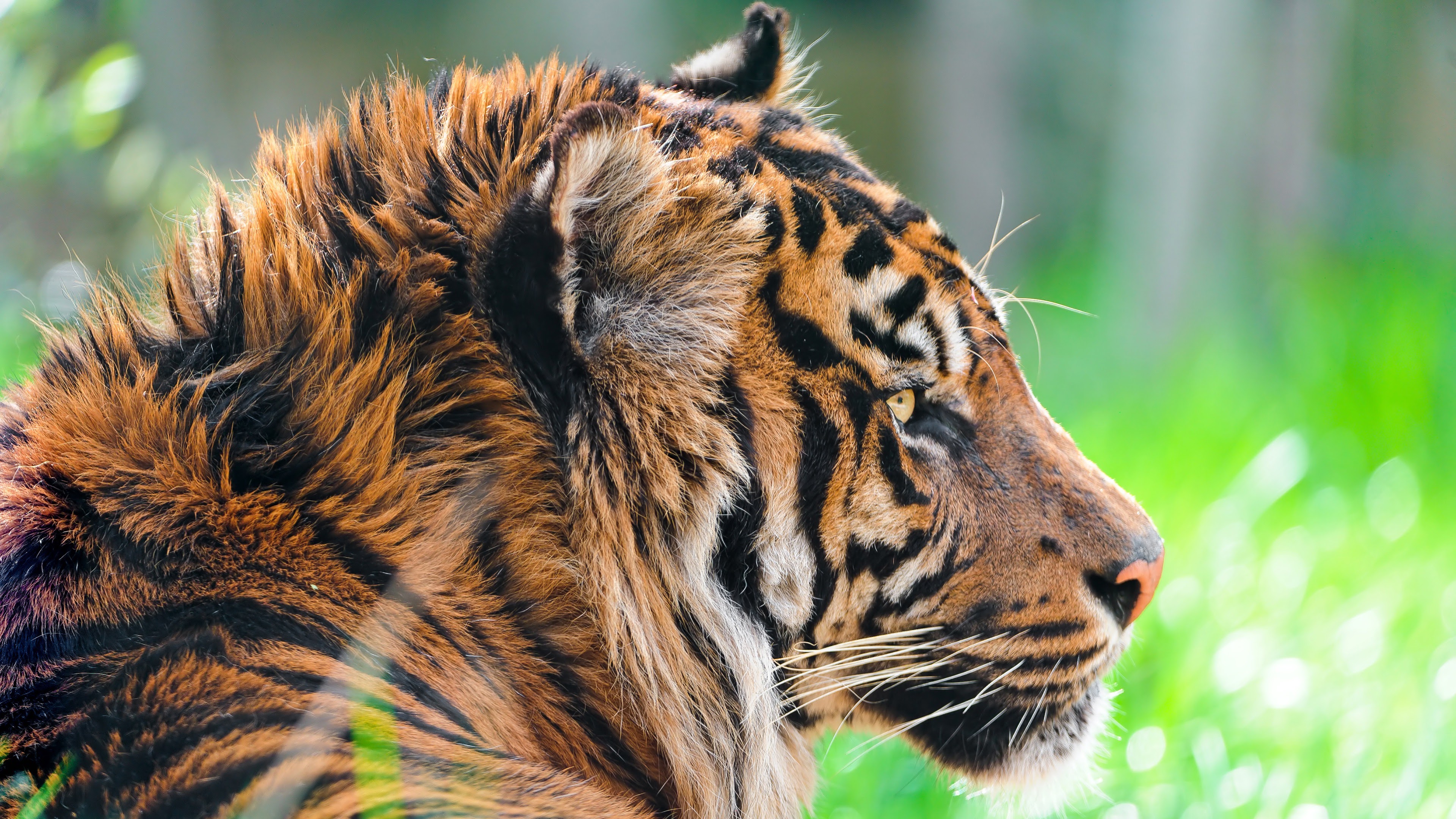1508825 descargar fondo de pantalla animales, tigre, tigre de sumatra: protectores de pantalla e imágenes gratis