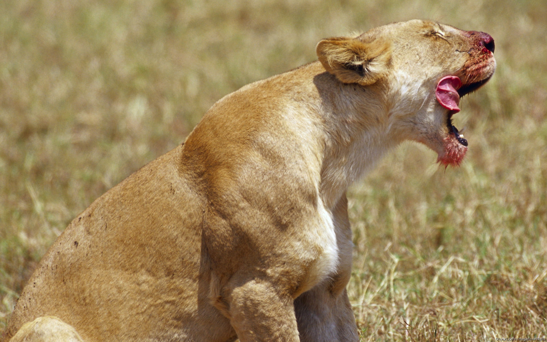 Téléchargez gratuitement l'image Animaux, Chats, Chat, Lion sur le bureau de votre PC