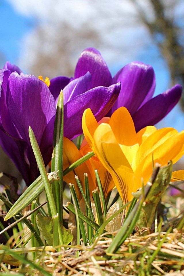 Handy-Wallpaper Blumen, Blume, Krokus, Erde/natur kostenlos herunterladen.